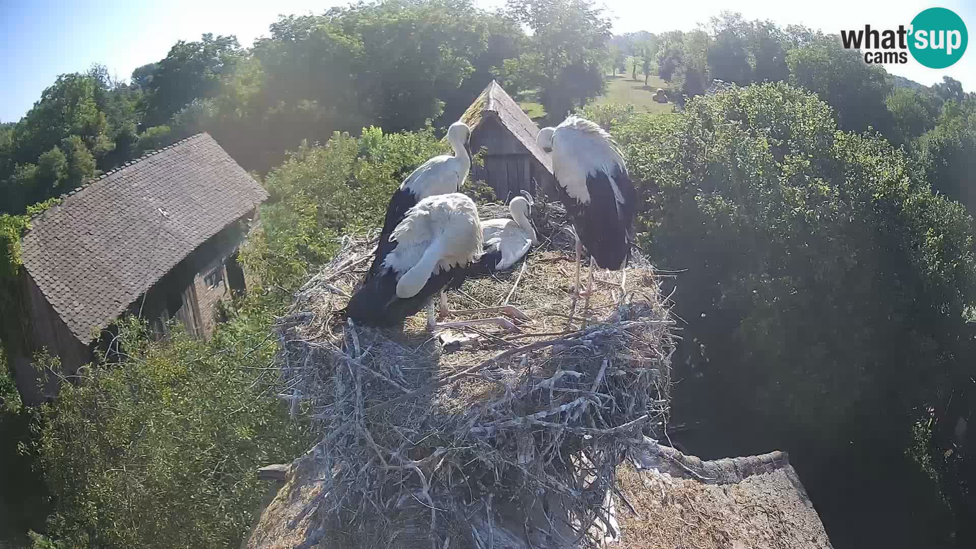 Pueblo europeo de cigüeñas camera en vivo Parque Natural Lonjsko polje