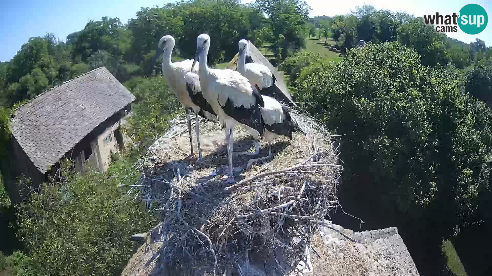 Live webcam European stork village – Lonjsko polje Nature Park