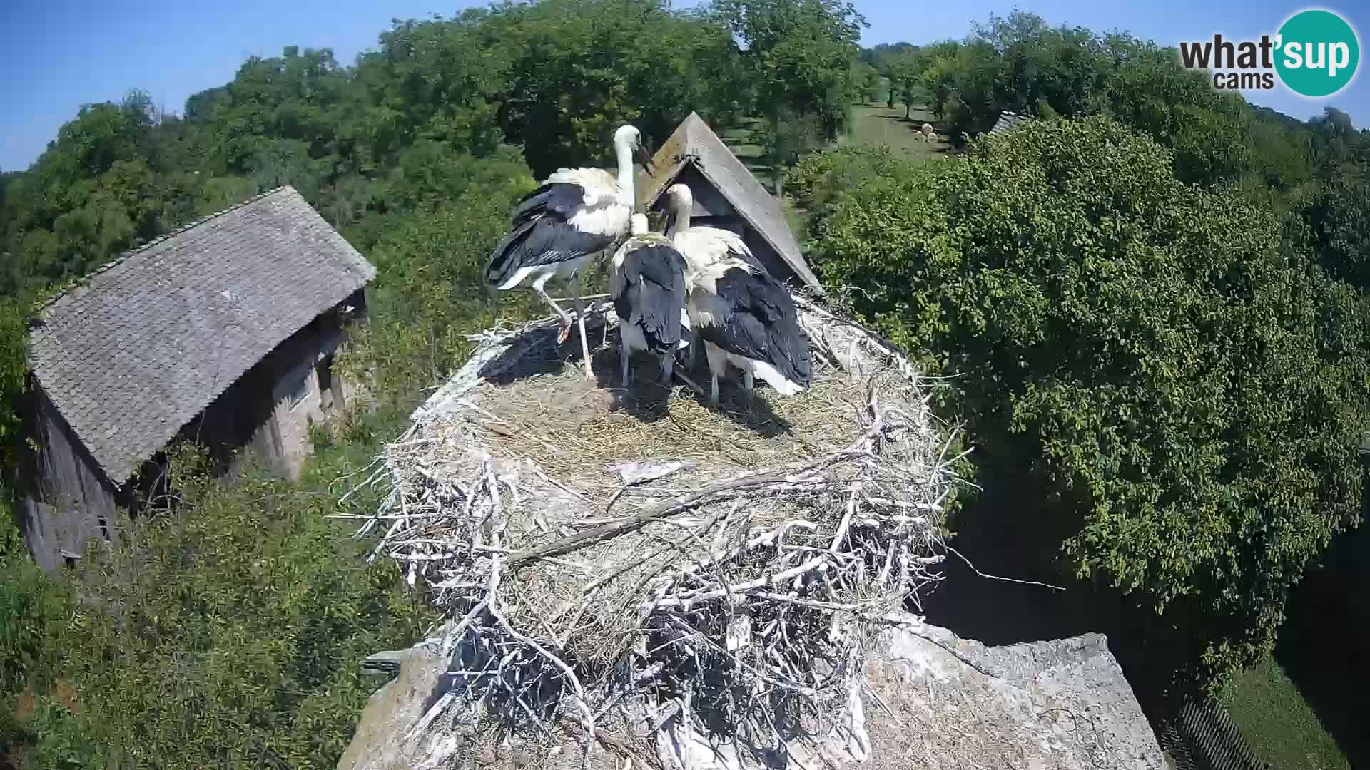 Evropska vas štorklje – Krajinski park Lonjsko polje spletna kamera