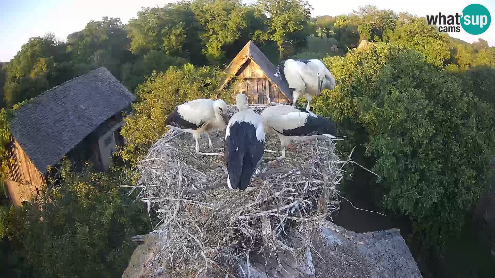 Evropska vas štorklje – Krajinski park Lonjsko polje spletna kamera