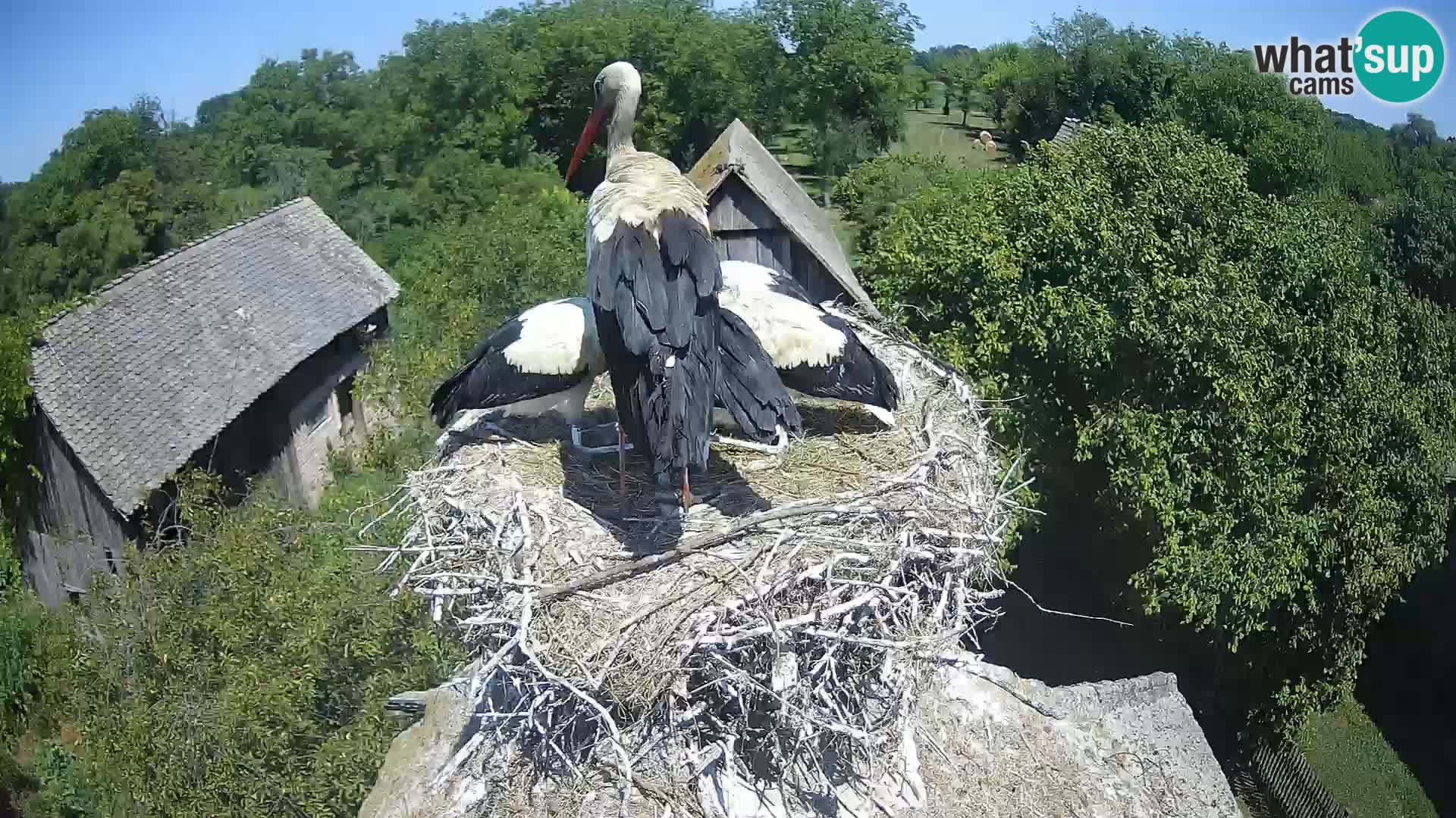 Webcam Europäisches Storchendorf – Naturpark Lonjsko polje
