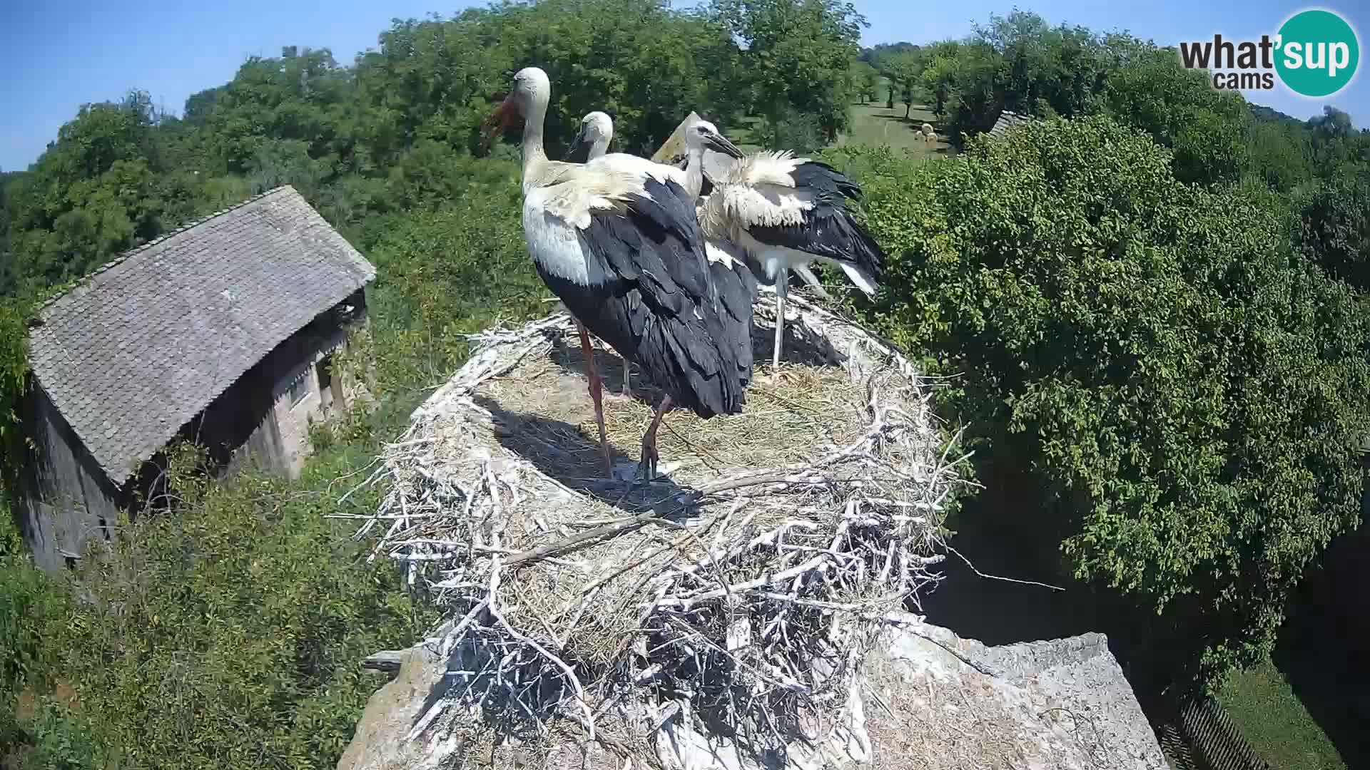 Villaggio delle cicogne europee webcam Parco naturale di Lonjsko polje