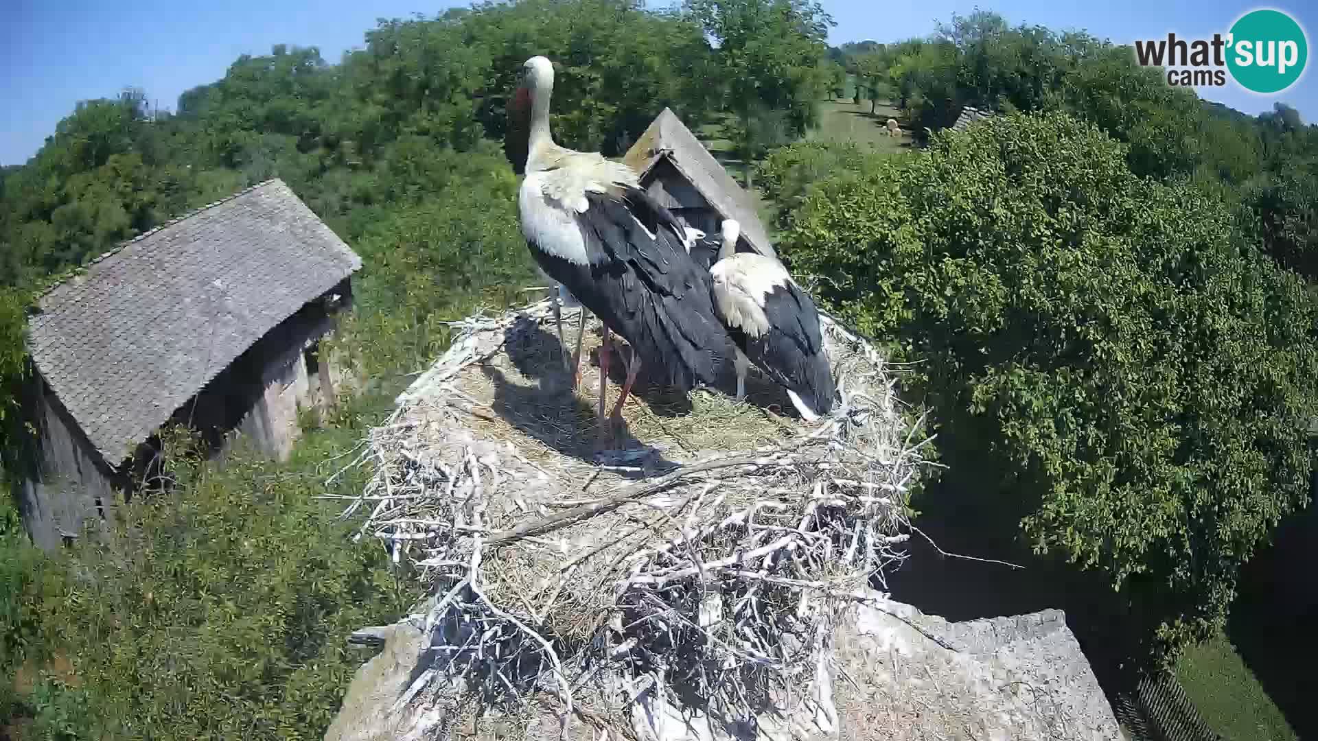 Live webcam European stork village – Lonjsko polje Nature Park