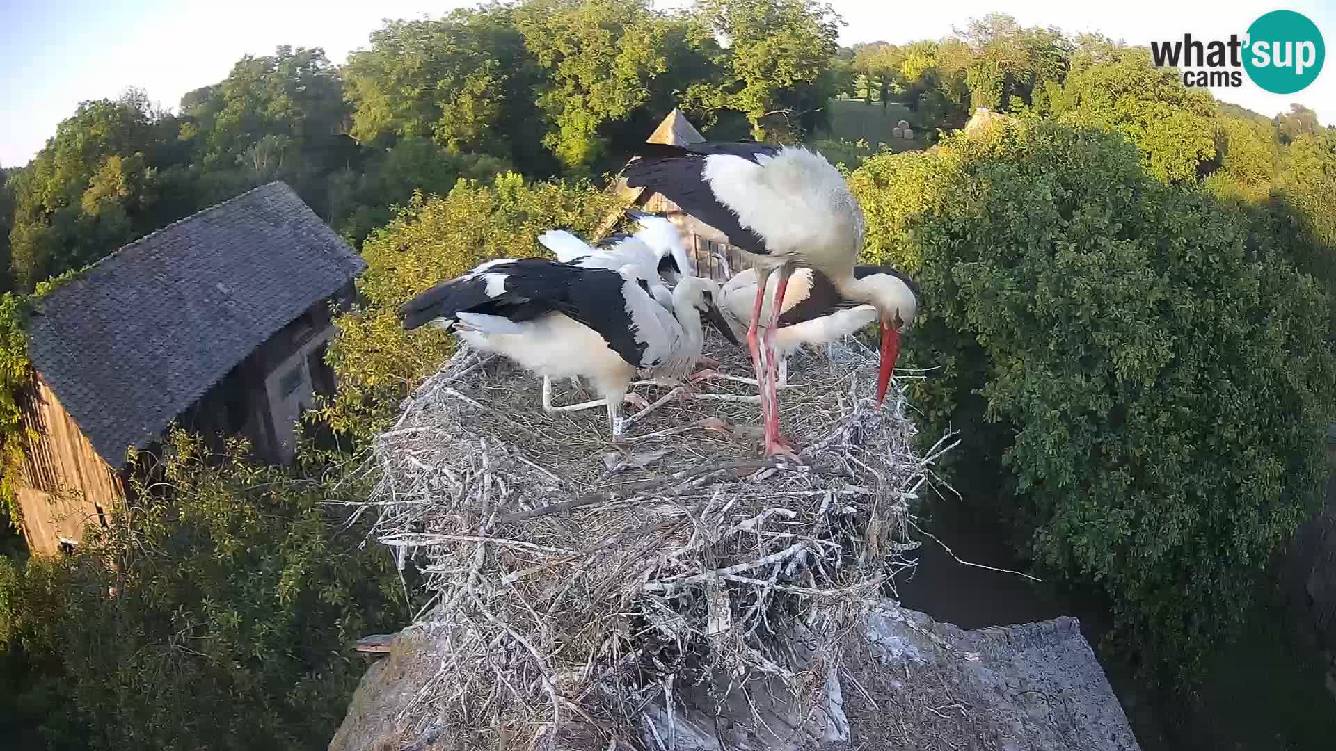 Webcam Europäisches Storchendorf – Naturpark Lonjsko polje