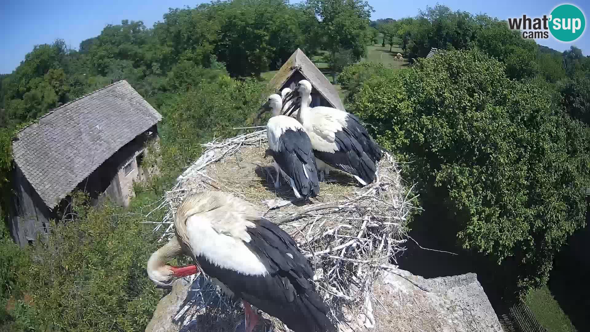 Live webcam European stork village – Lonjsko polje Nature Park