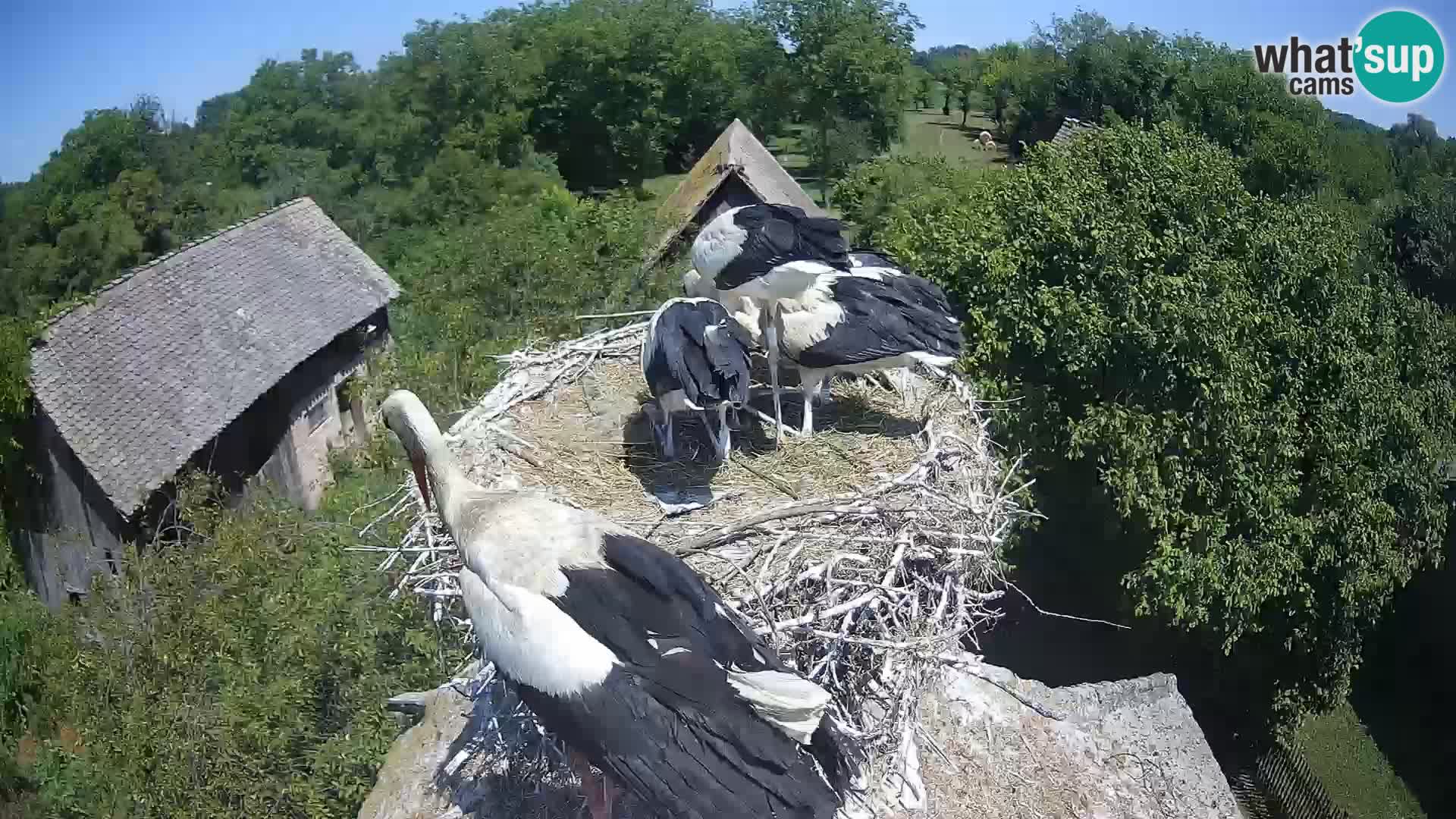 Webcam Europäisches Storchendorf – Naturpark Lonjsko polje