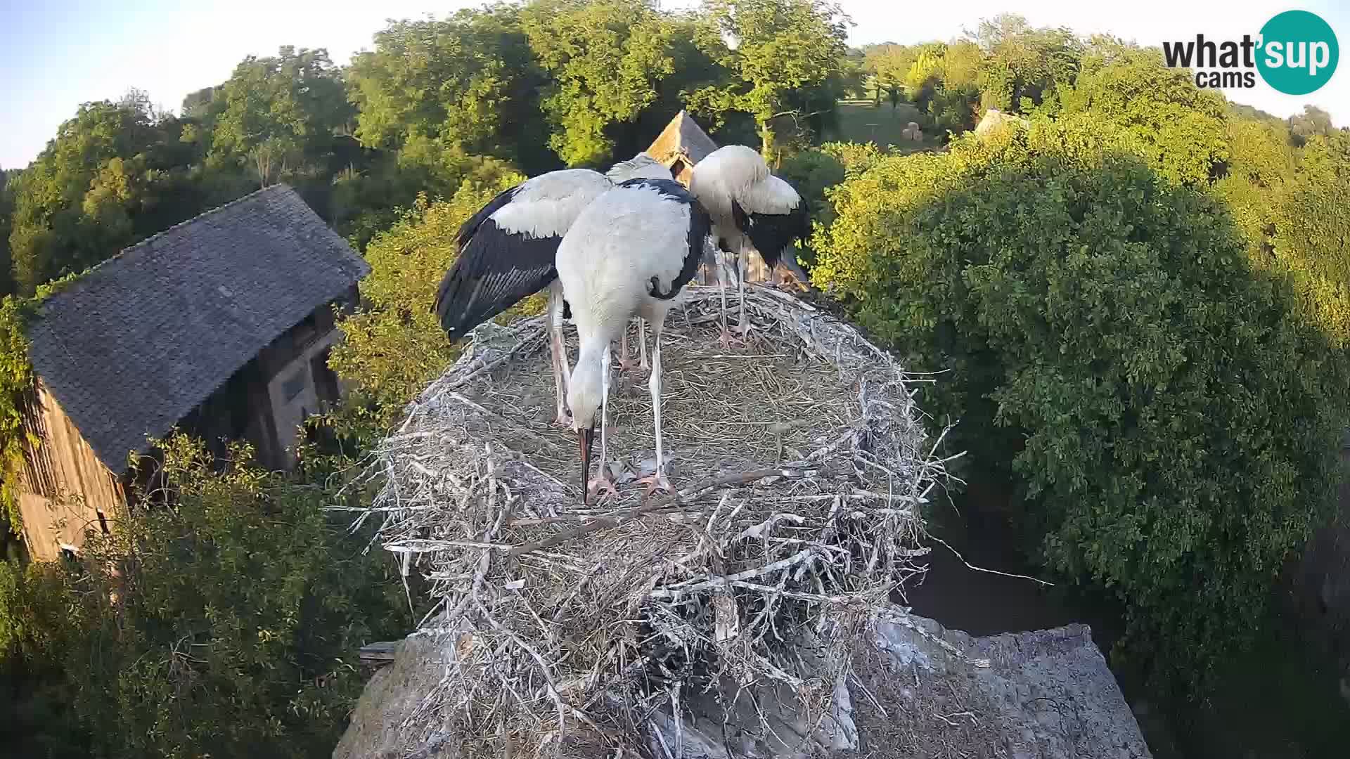 Webcam Europäisches Storchendorf – Naturpark Lonjsko polje