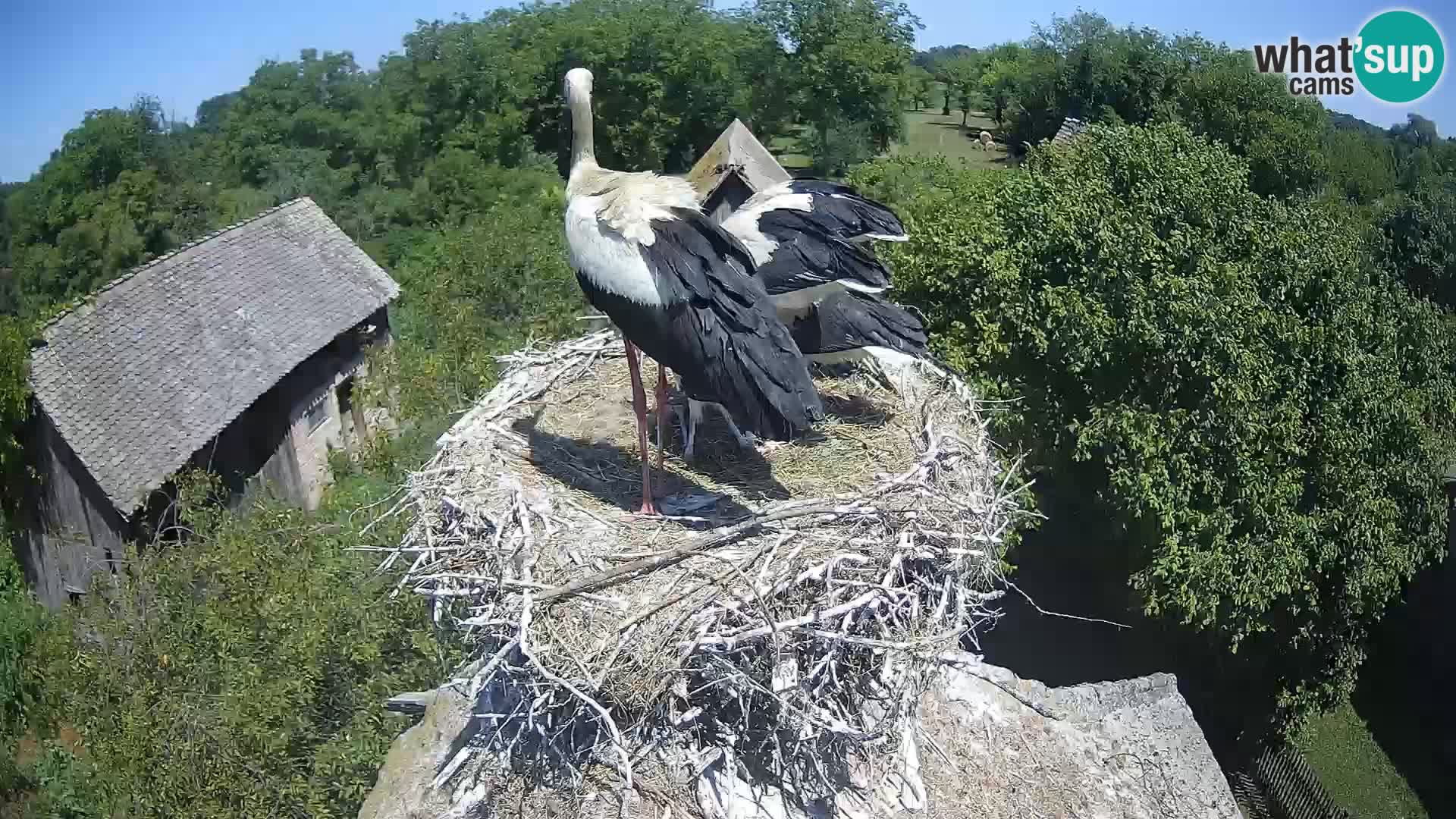 Pueblo europeo de cigüeñas camera en vivo Parque Natural Lonjsko polje