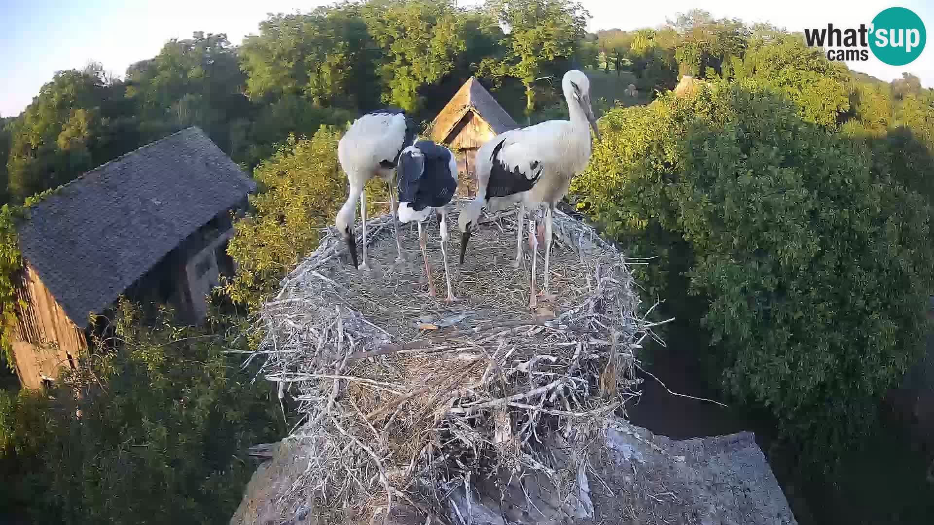 Live webcam European stork village – Lonjsko polje Nature Park