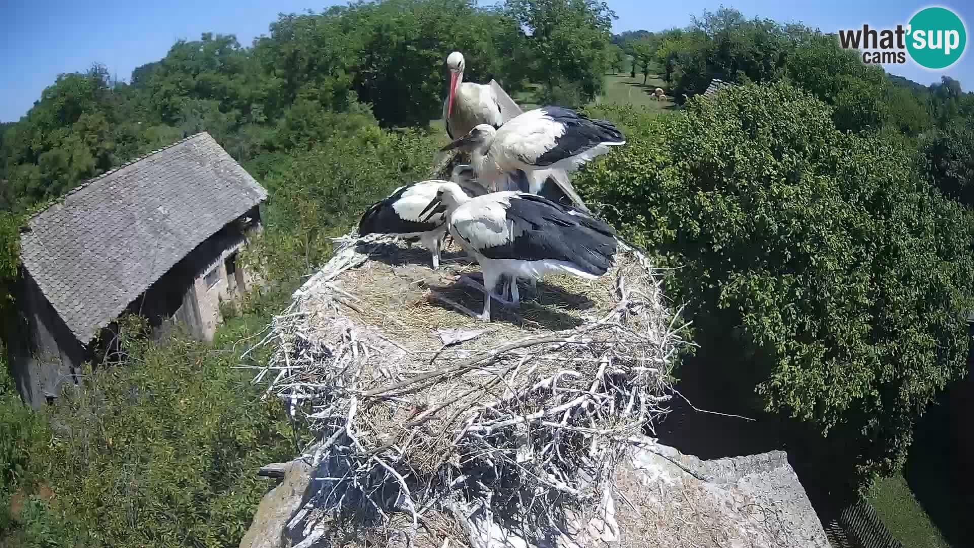 Webcam Europäisches Storchendorf – Naturpark Lonjsko polje