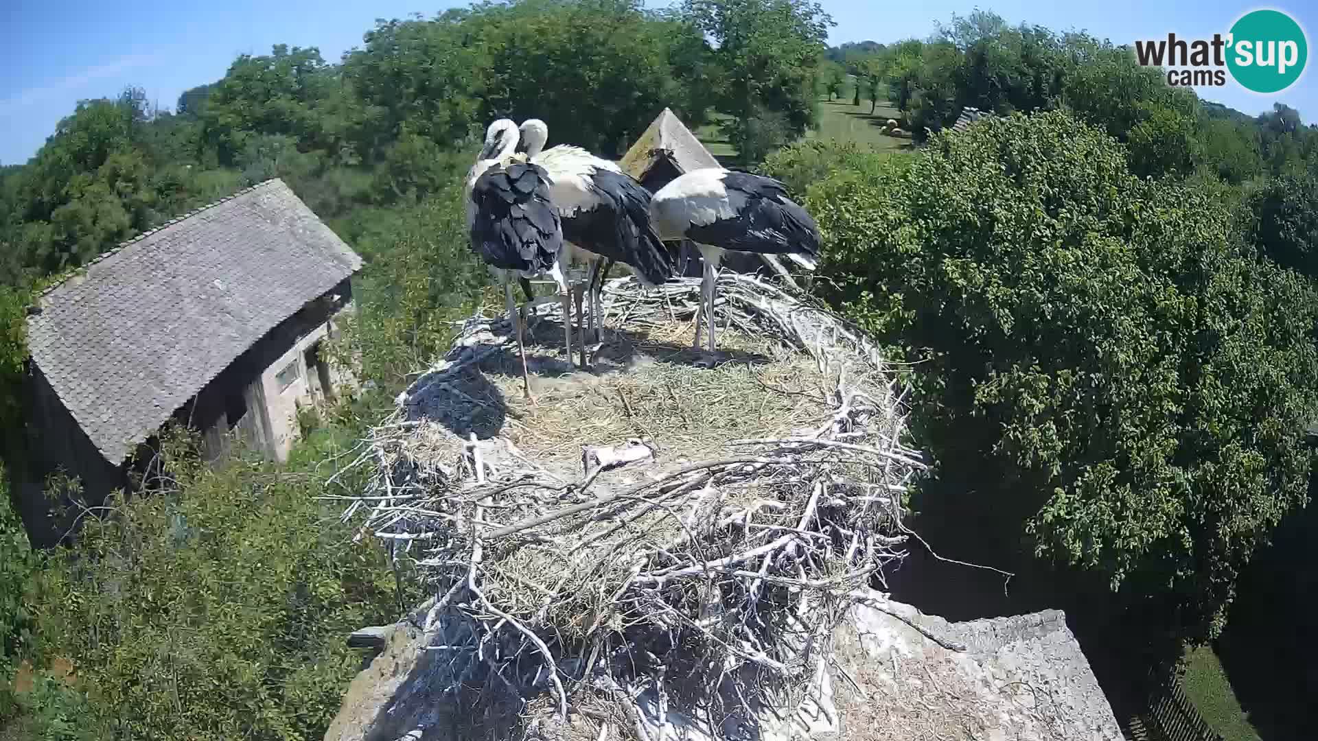 Villaggio delle cicogne europee webcam Parco naturale di Lonjsko polje