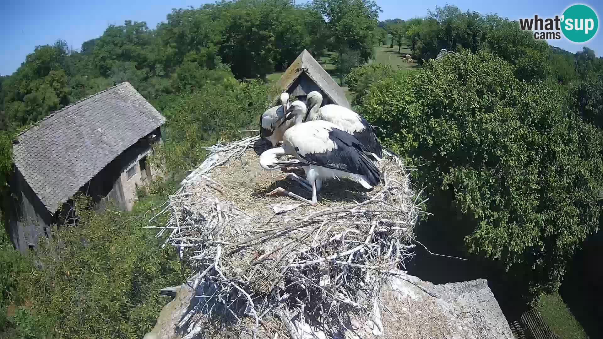 Village européen de cigognes webcam Parc naturel de Lonjsko polje