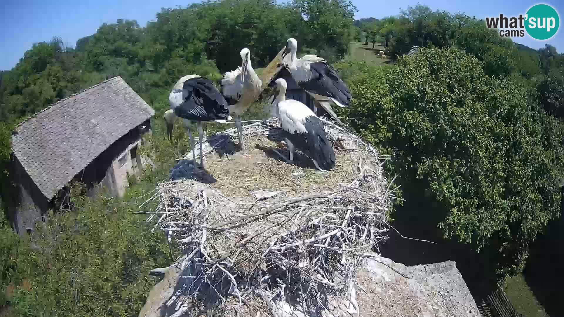 Pueblo europeo de cigüeñas camera en vivo Parque Natural Lonjsko polje