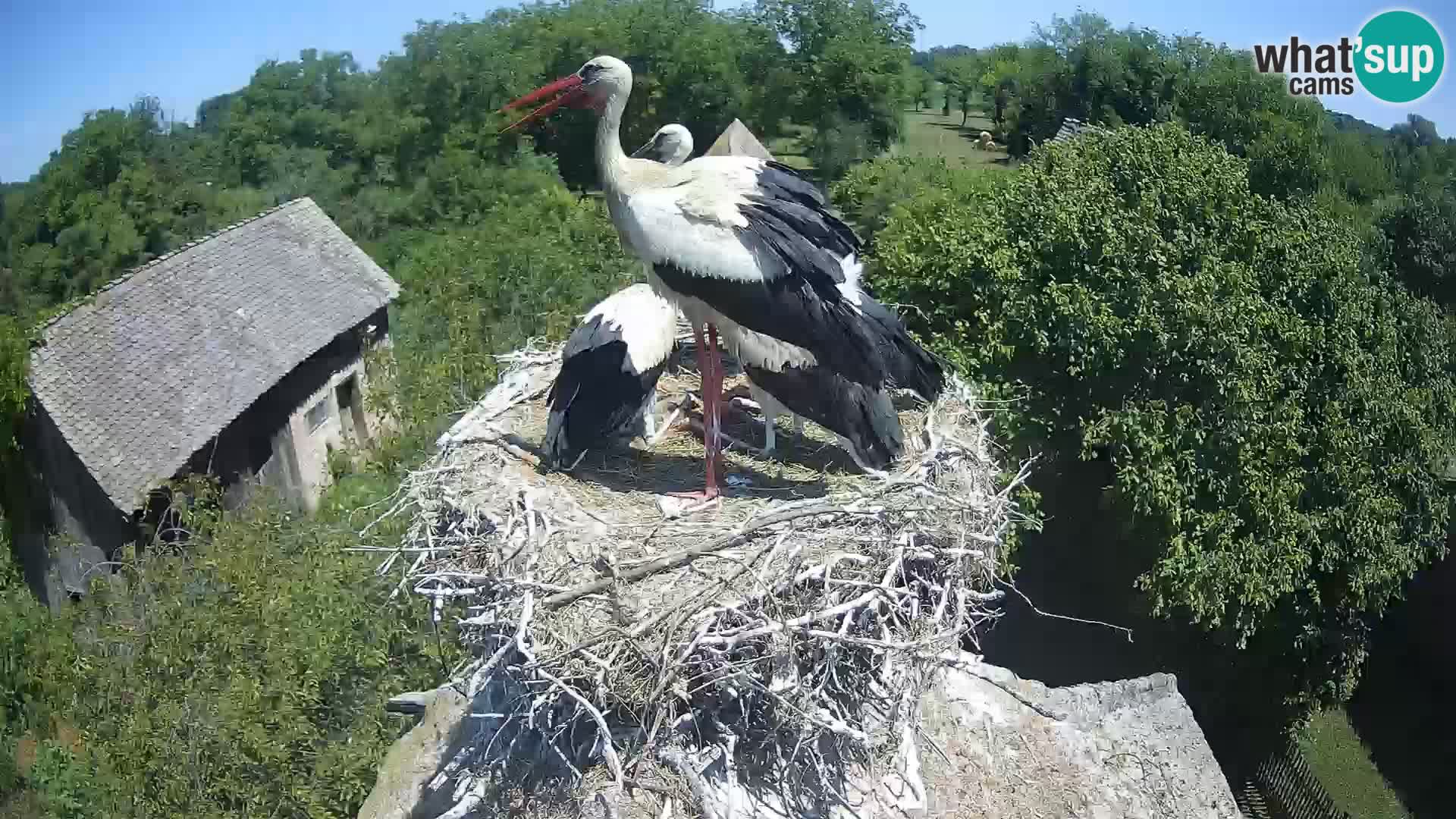 Village européen de cigognes webcam Parc naturel de Lonjsko polje