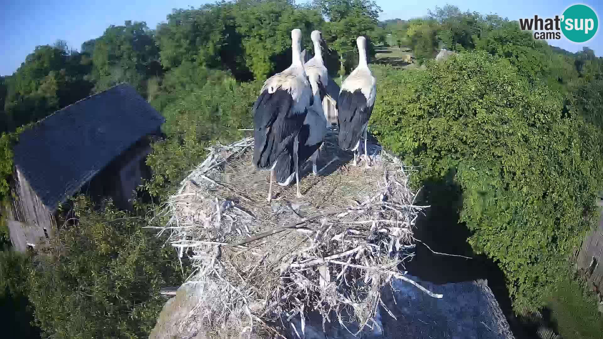 Webcam Europäisches Storchendorf – Naturpark Lonjsko polje