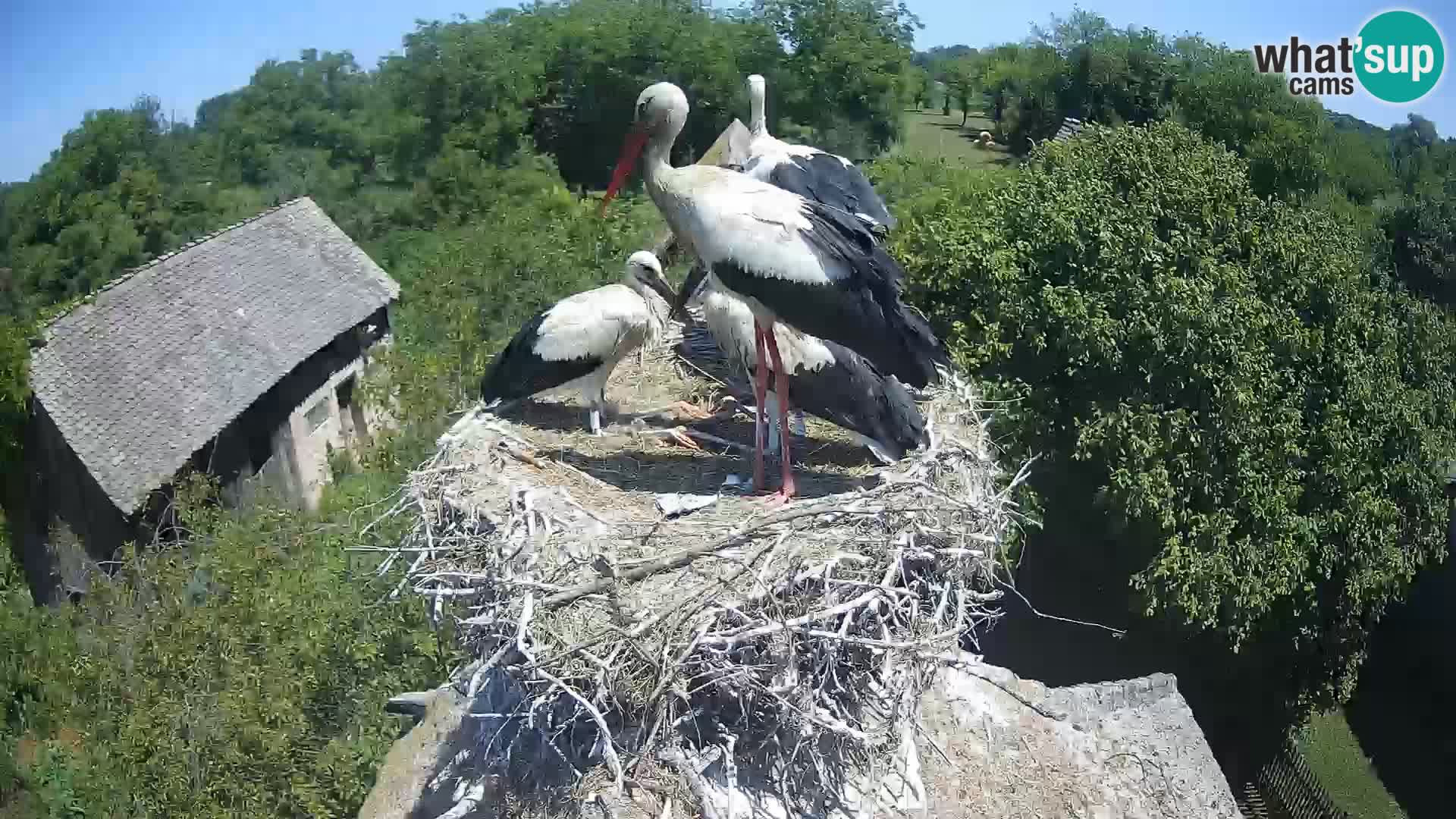 Pueblo europeo de cigüeñas camera en vivo Parque Natural Lonjsko polje