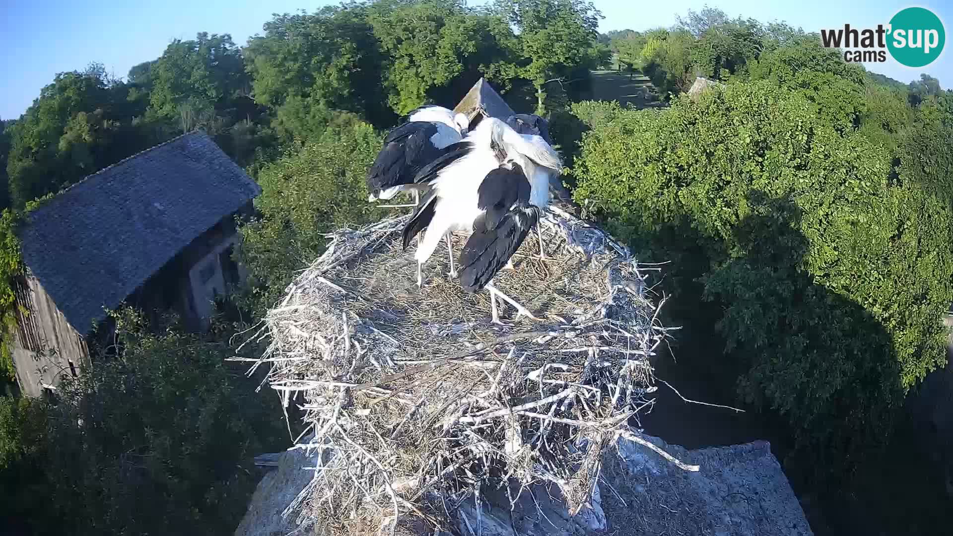 Village européen de cigognes webcam Parc naturel de Lonjsko polje