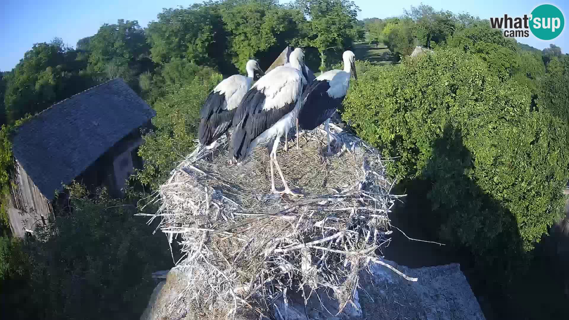 Pueblo europeo de cigüeñas camera en vivo Parque Natural Lonjsko polje