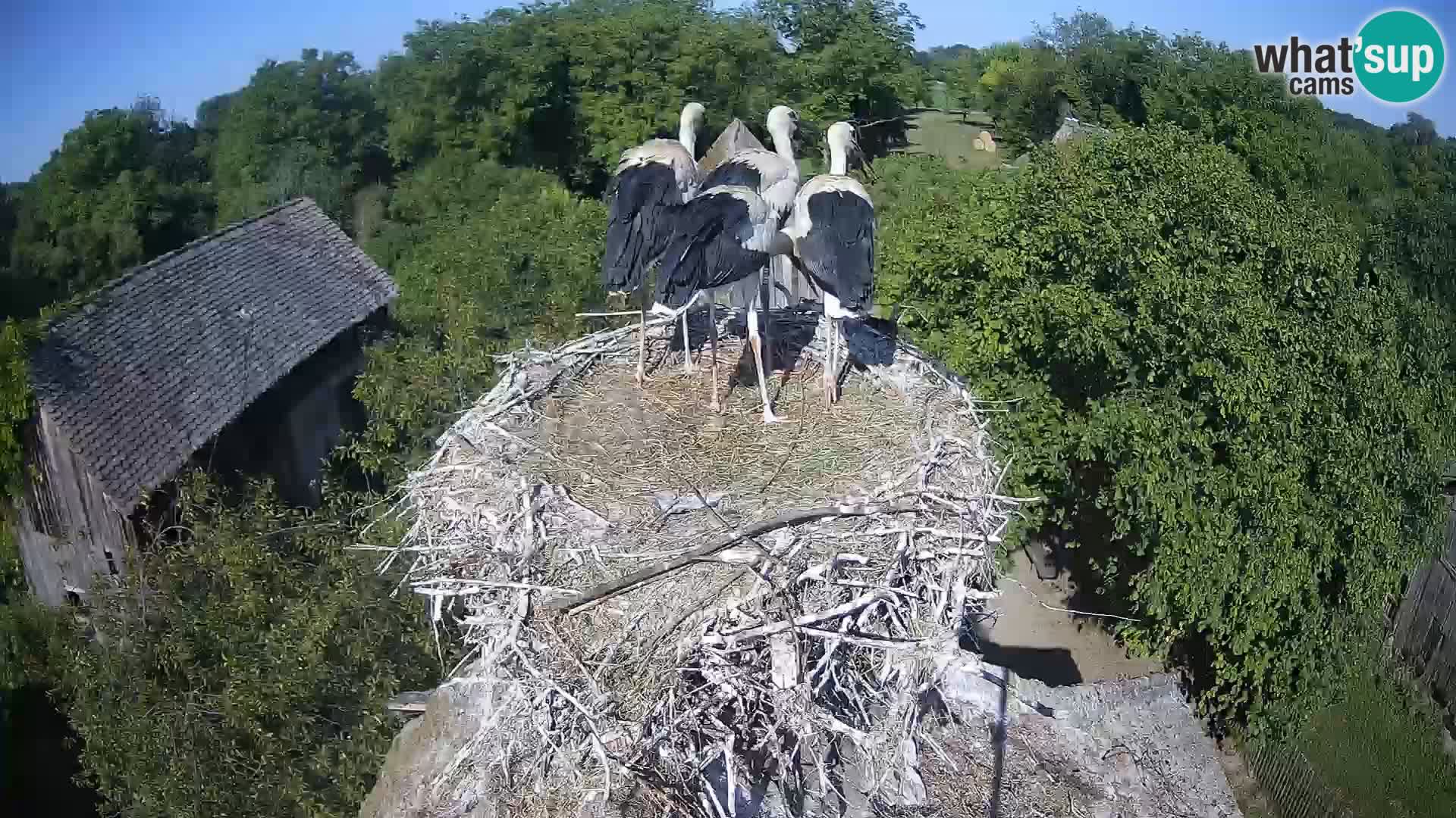 Pueblo europeo de cigüeñas camera en vivo Parque Natural Lonjsko polje