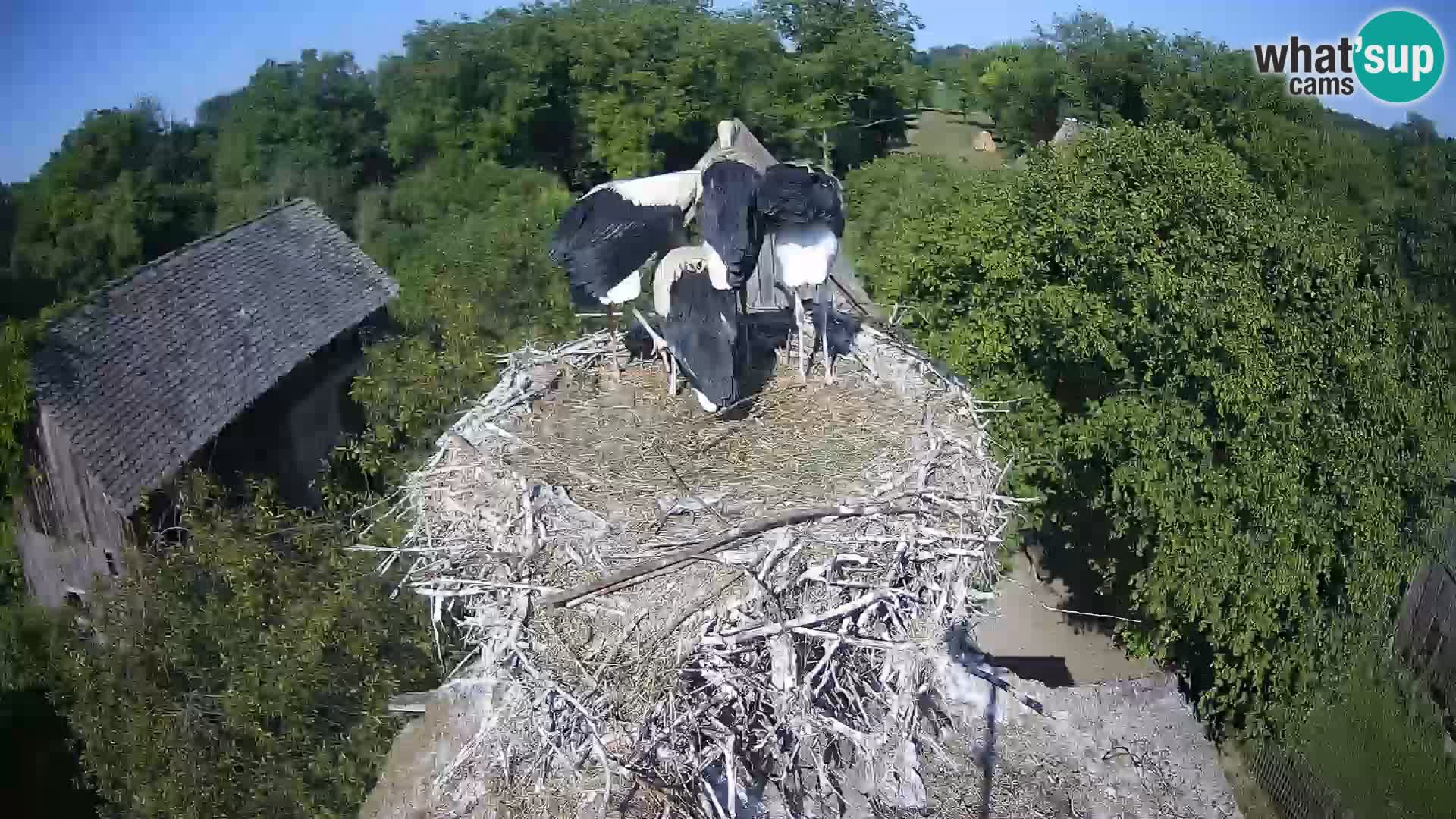 U živo Europsko selo roda – Park prirode Lonjsko polje