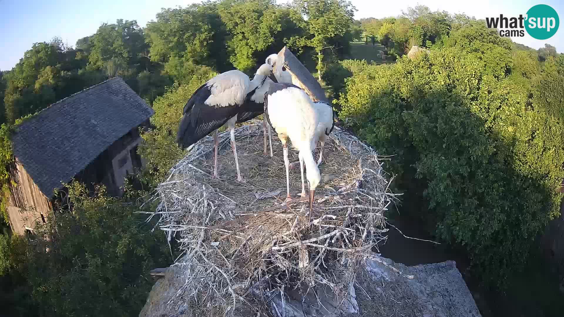Webcam Europäisches Storchendorf – Naturpark Lonjsko polje