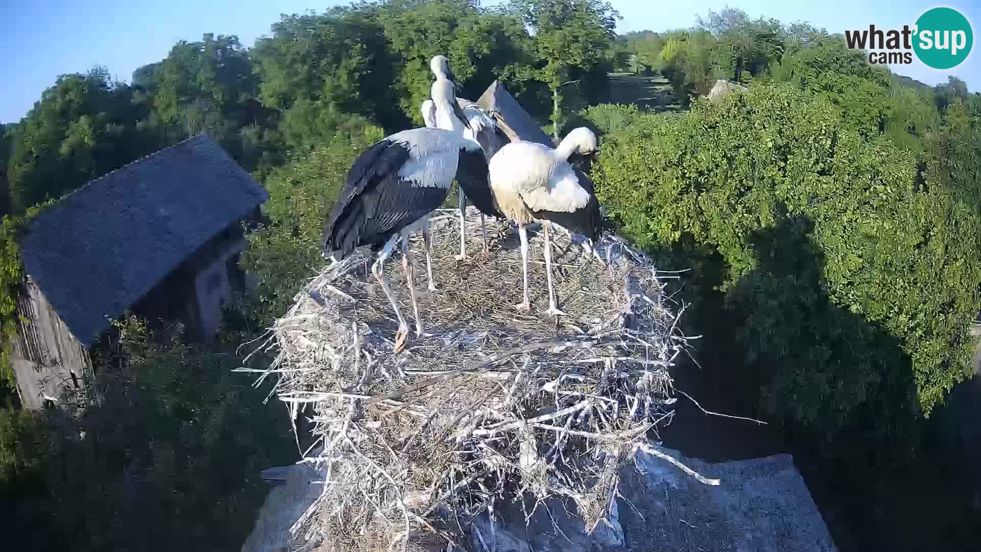 Live webcam European stork village – Lonjsko polje Nature Park