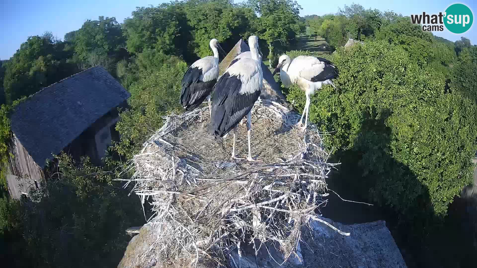 Villaggio delle cicogne europee webcam Parco naturale di Lonjsko polje