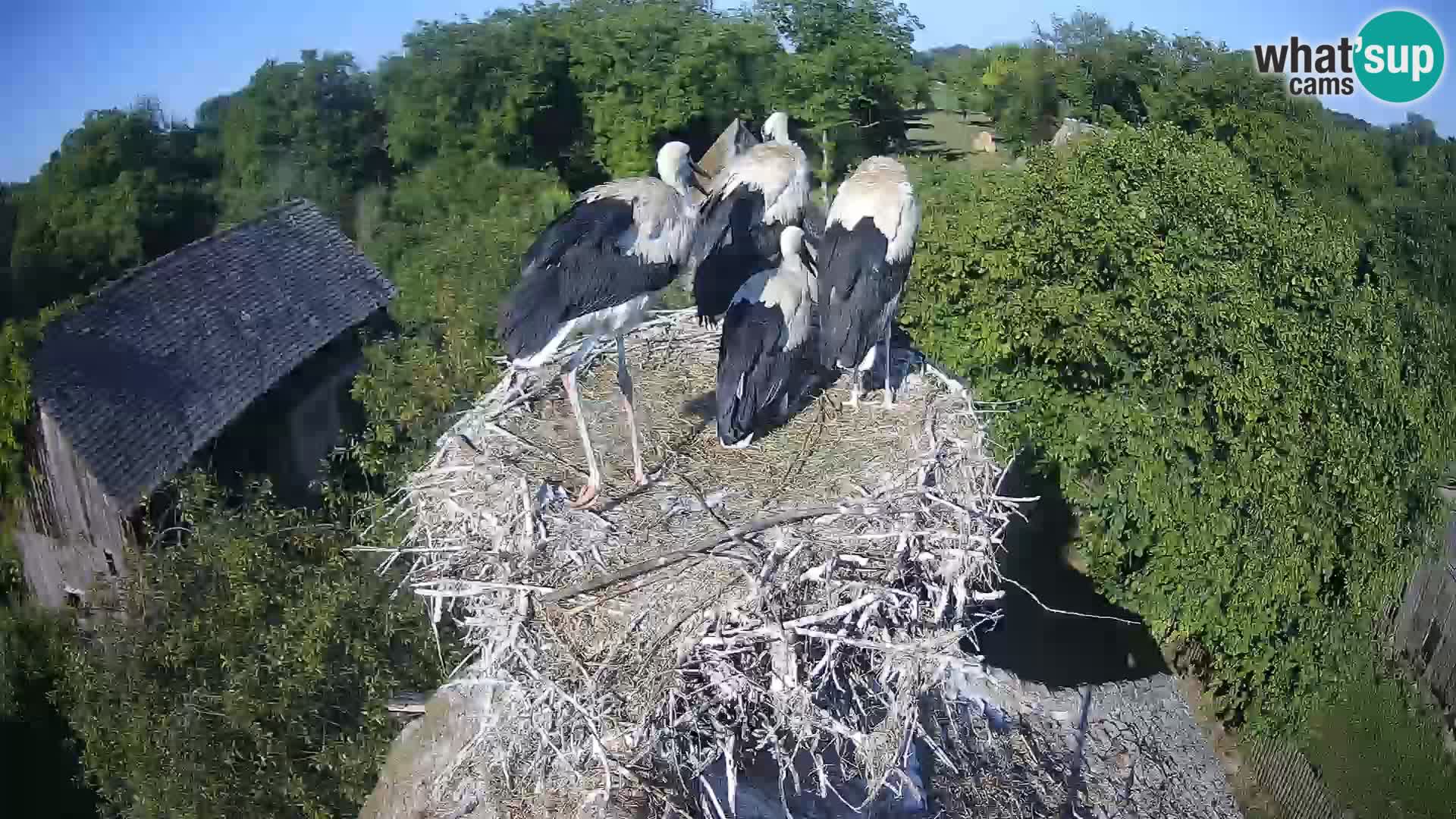 Webcam Europäisches Storchendorf – Naturpark Lonjsko polje