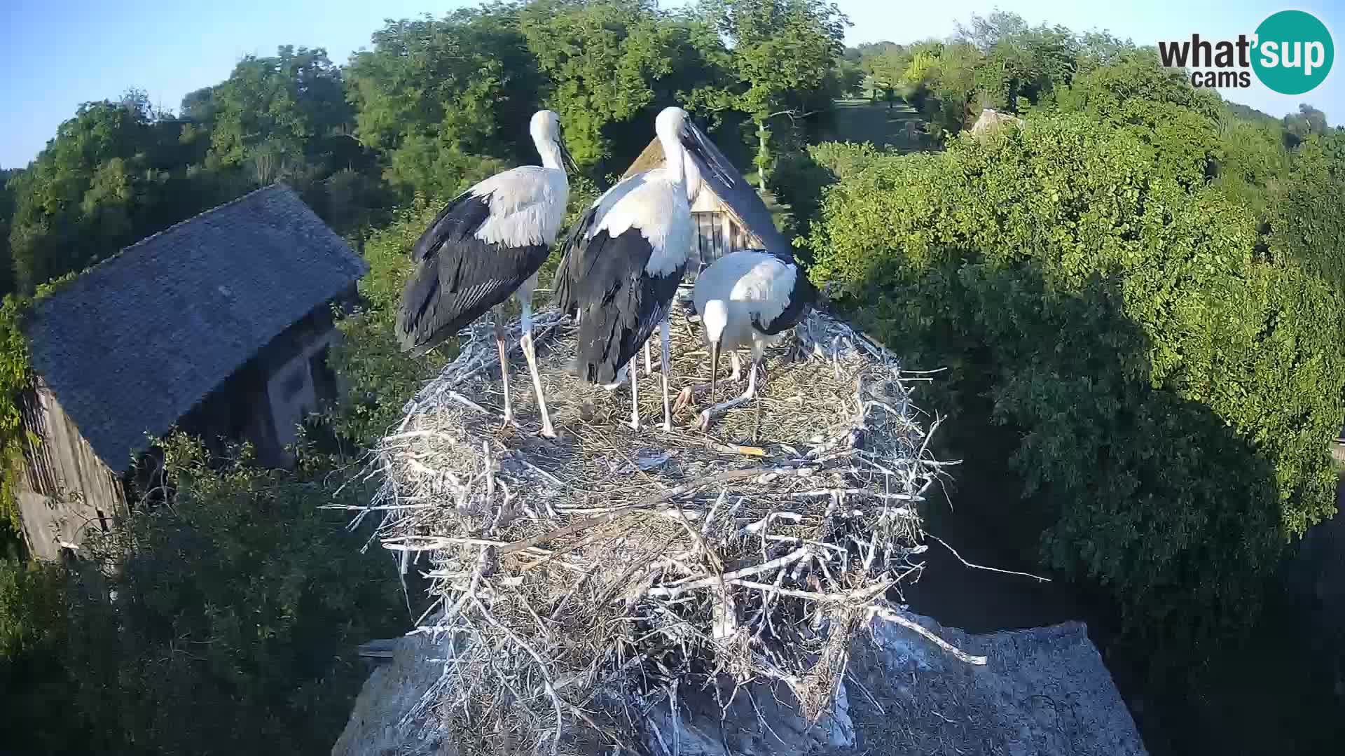 Webcam Europäisches Storchendorf – Naturpark Lonjsko polje