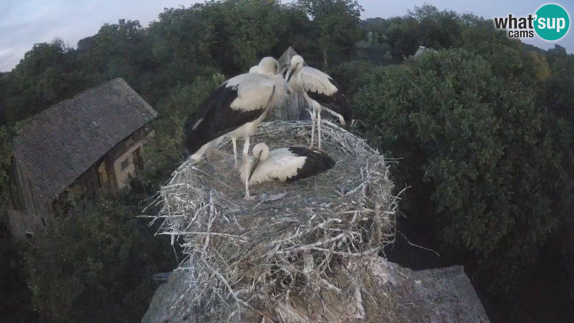 Village européen de cigognes webcam Parc naturel de Lonjsko polje