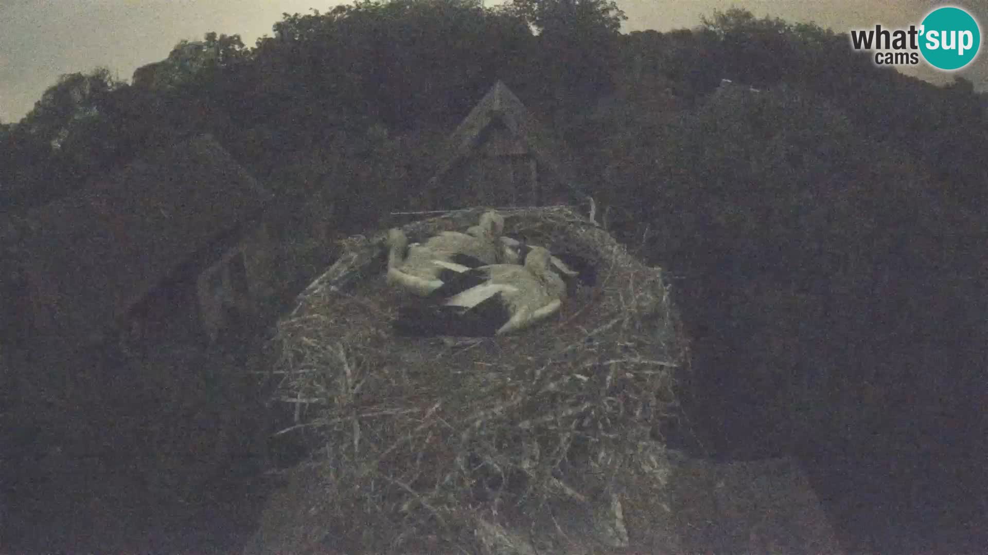 Pueblo europeo de cigüeñas camera en vivo Parque Natural Lonjsko polje