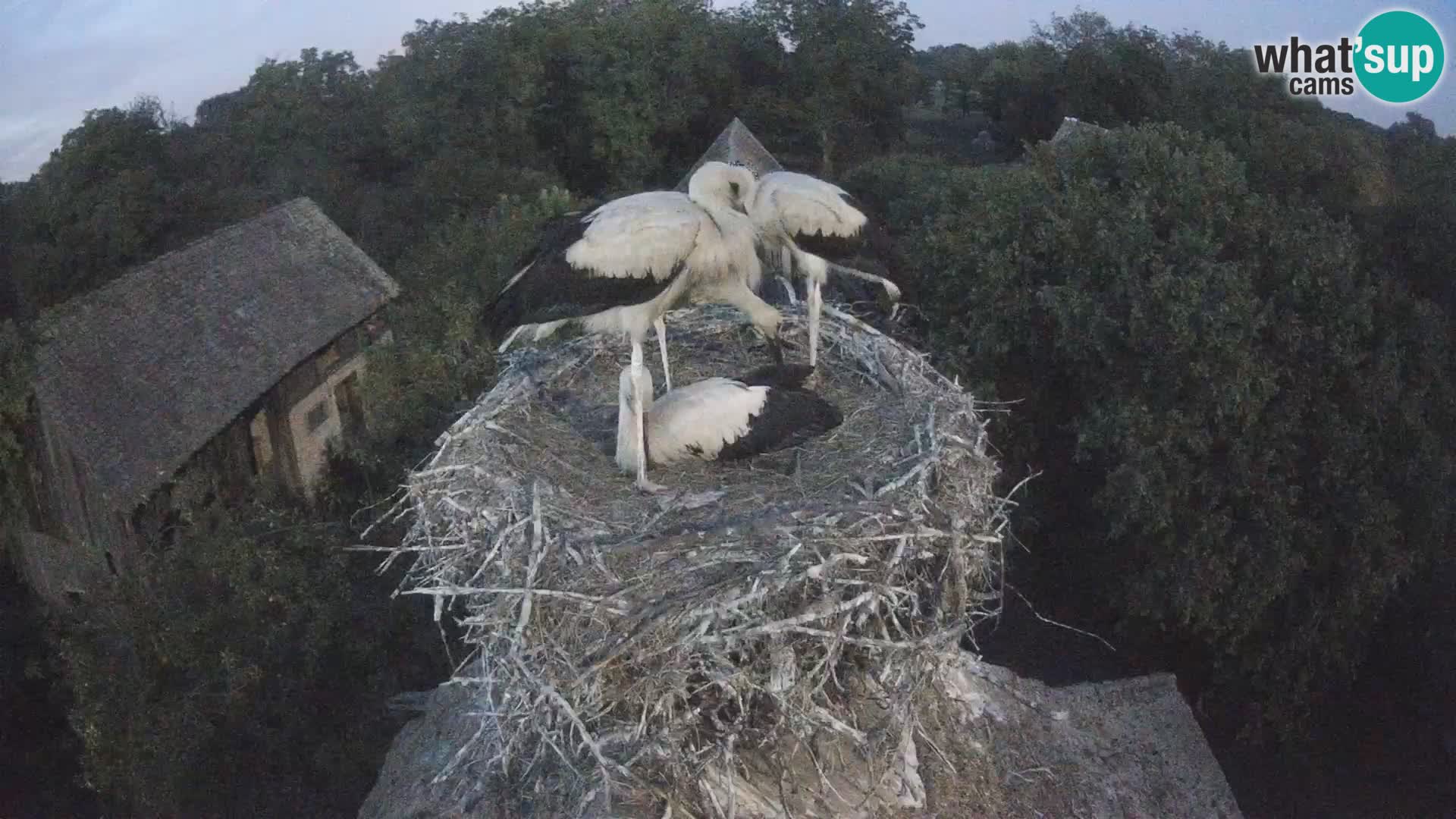 Village européen de cigognes webcam Parc naturel de Lonjsko polje