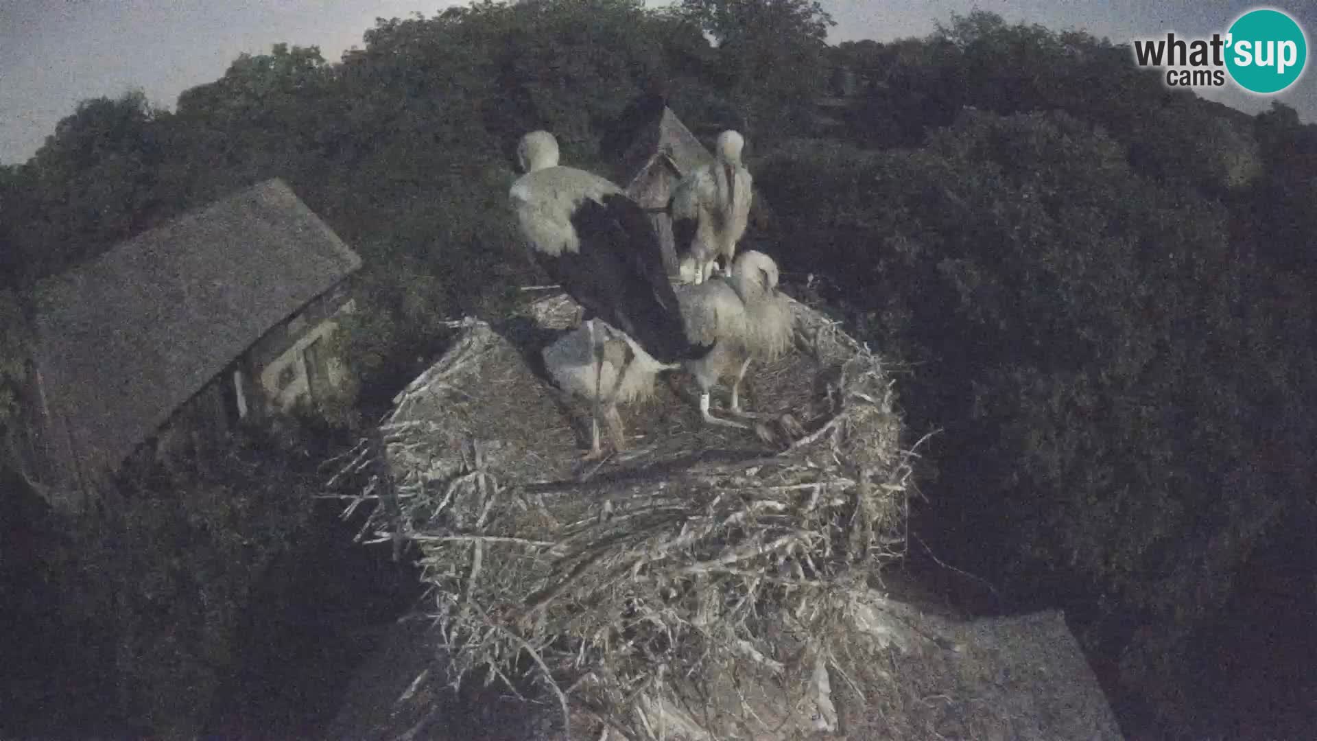 Village européen de cigognes webcam Parc naturel de Lonjsko polje