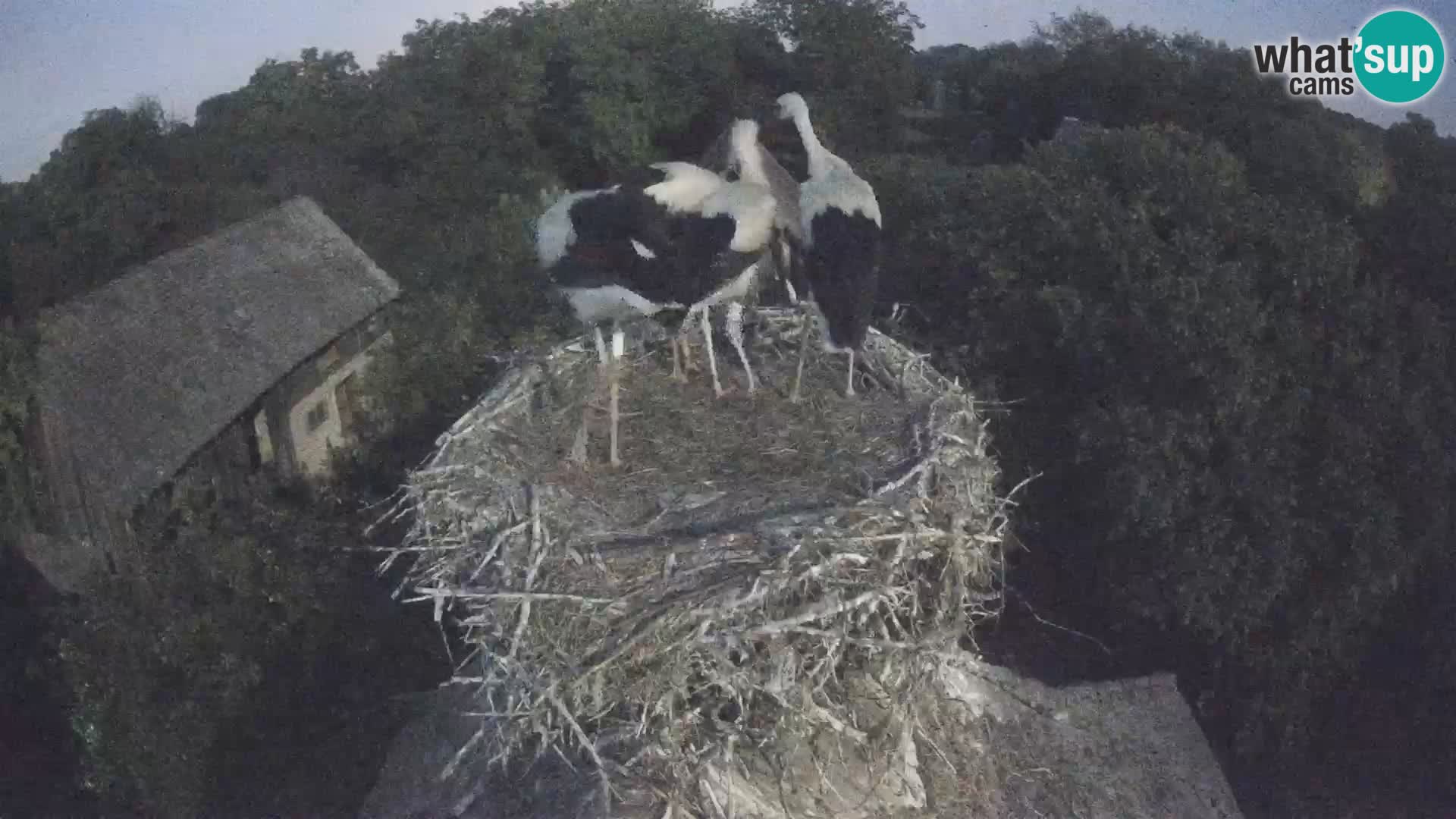 Villaggio delle cicogne europee webcam Parco naturale di Lonjsko polje