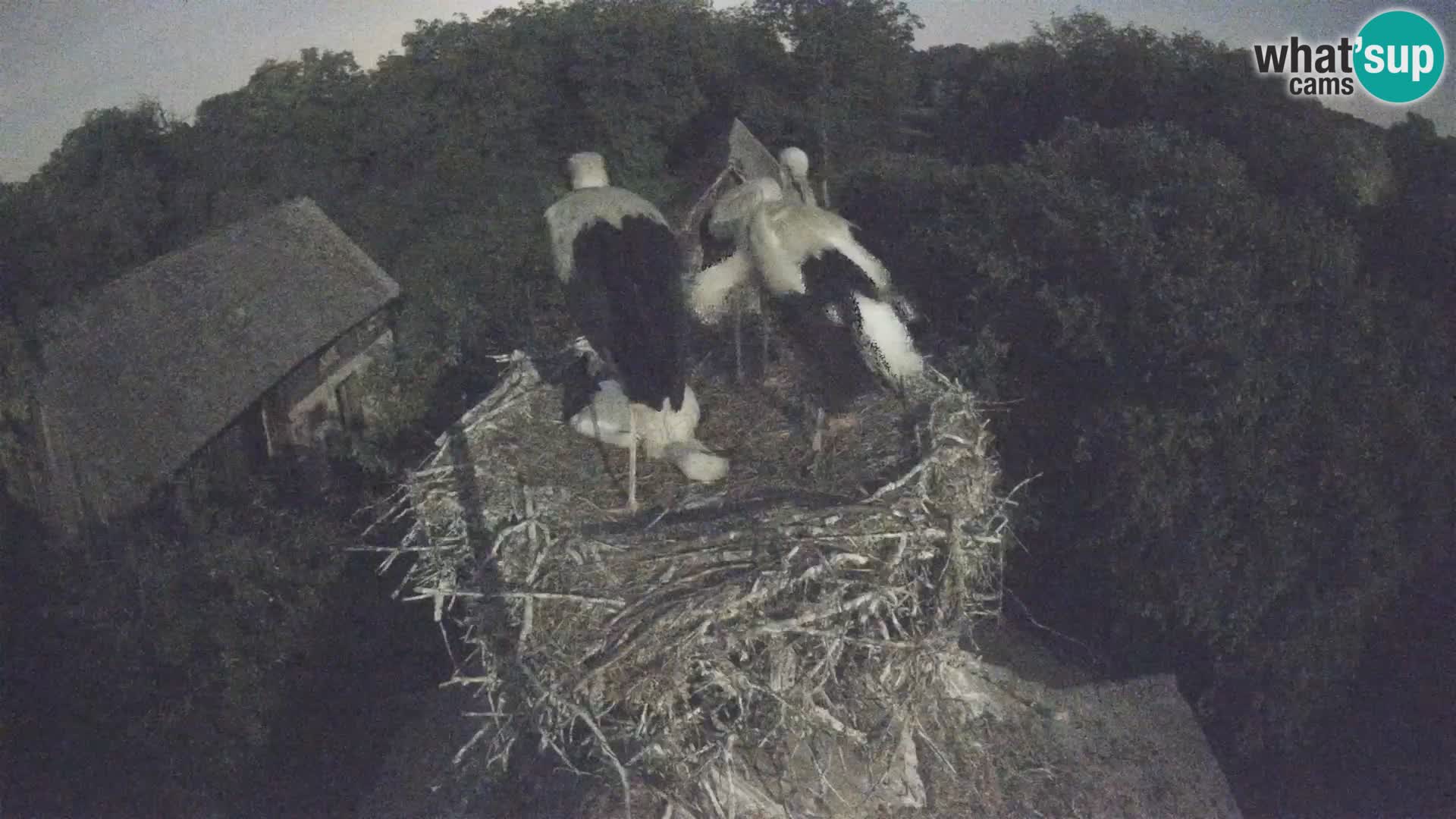 Pueblo europeo de cigüeñas camera en vivo Parque Natural Lonjsko polje