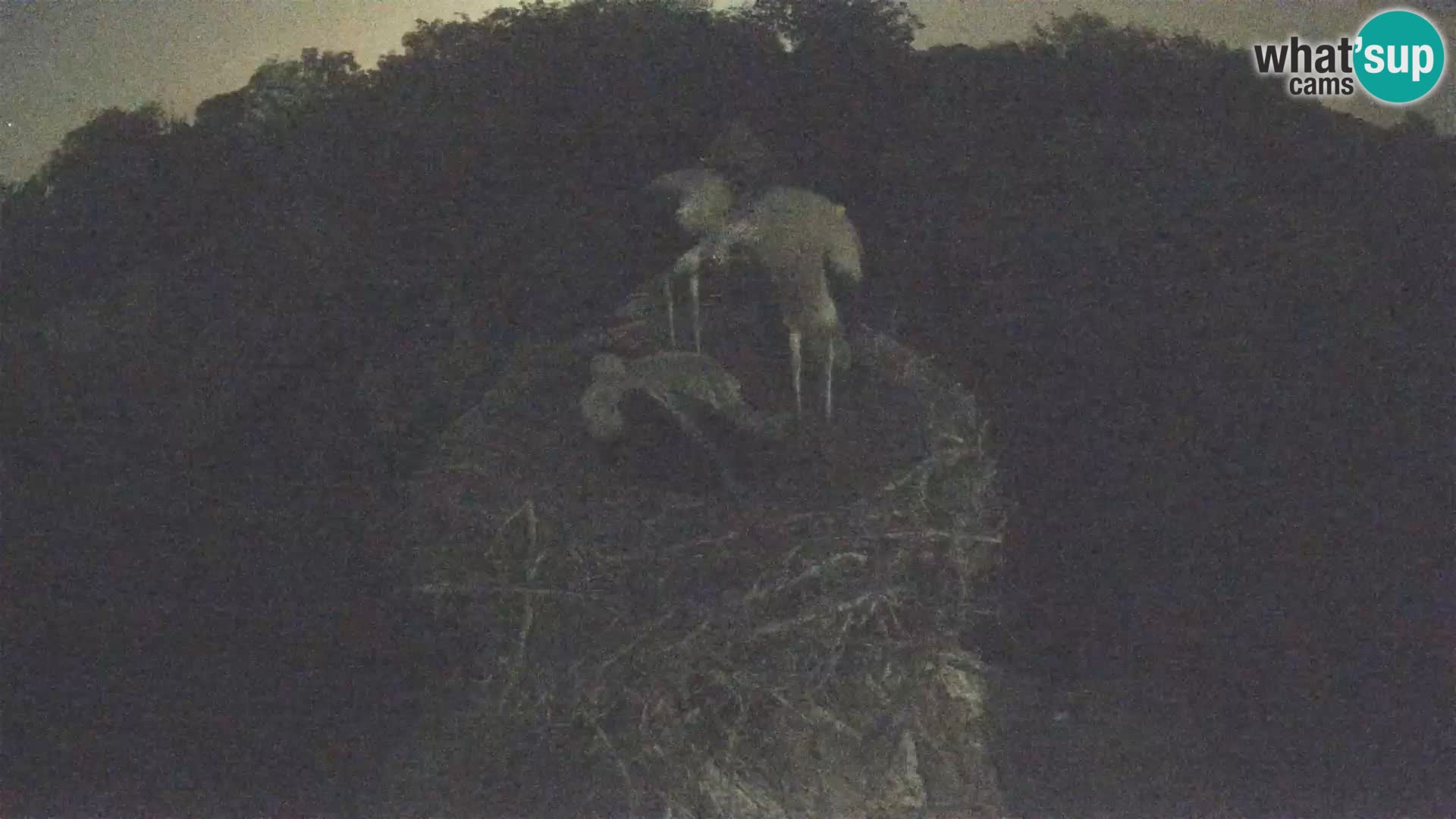 Webcam Europäisches Storchendorf – Naturpark Lonjsko polje