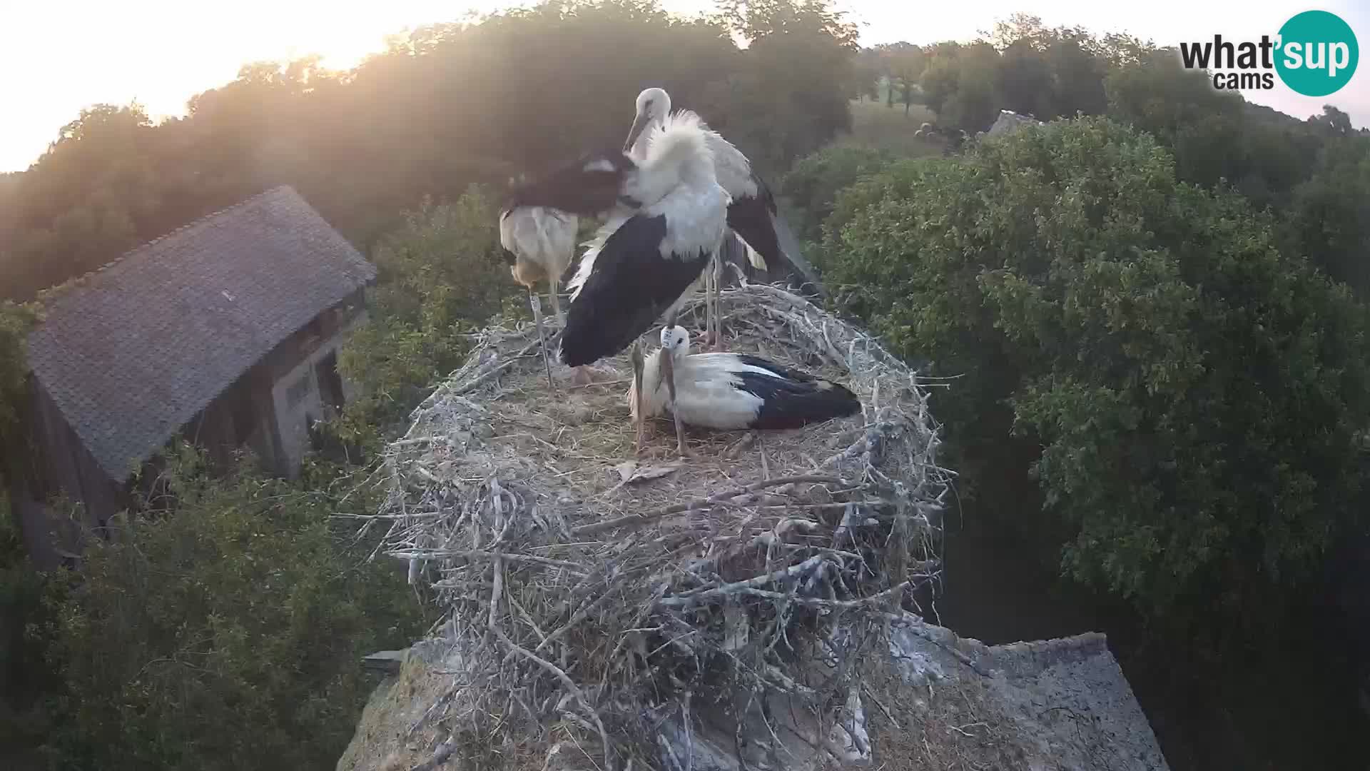 Villaggio delle cicogne europee webcam Parco naturale di Lonjsko polje