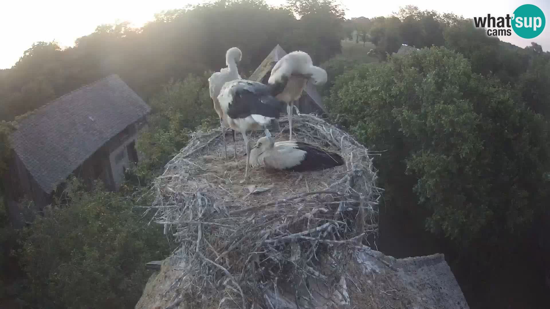 Live webcam European stork village – Lonjsko polje Nature Park