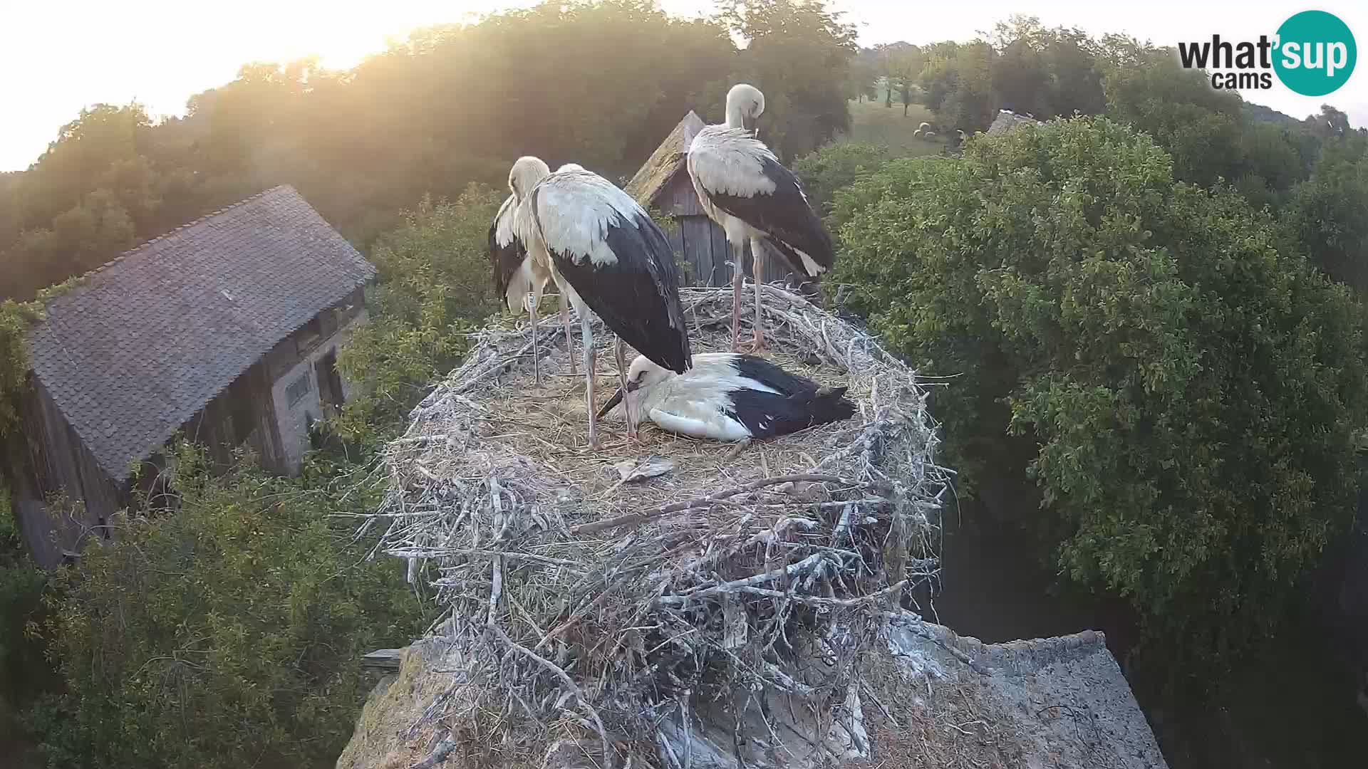 Village européen de cigognes webcam Parc naturel de Lonjsko polje