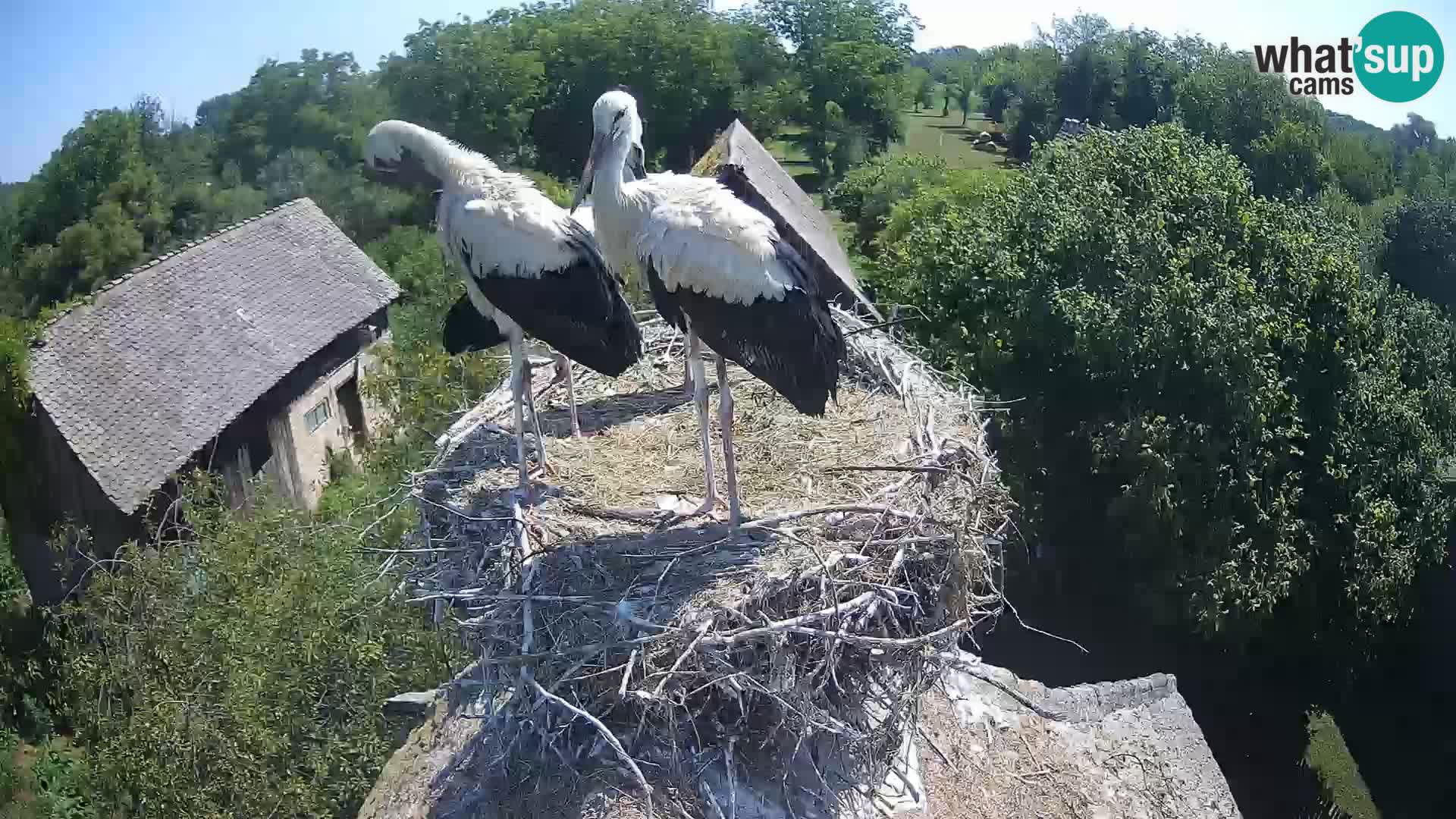 U živo Europsko selo roda – Park prirode Lonjsko polje