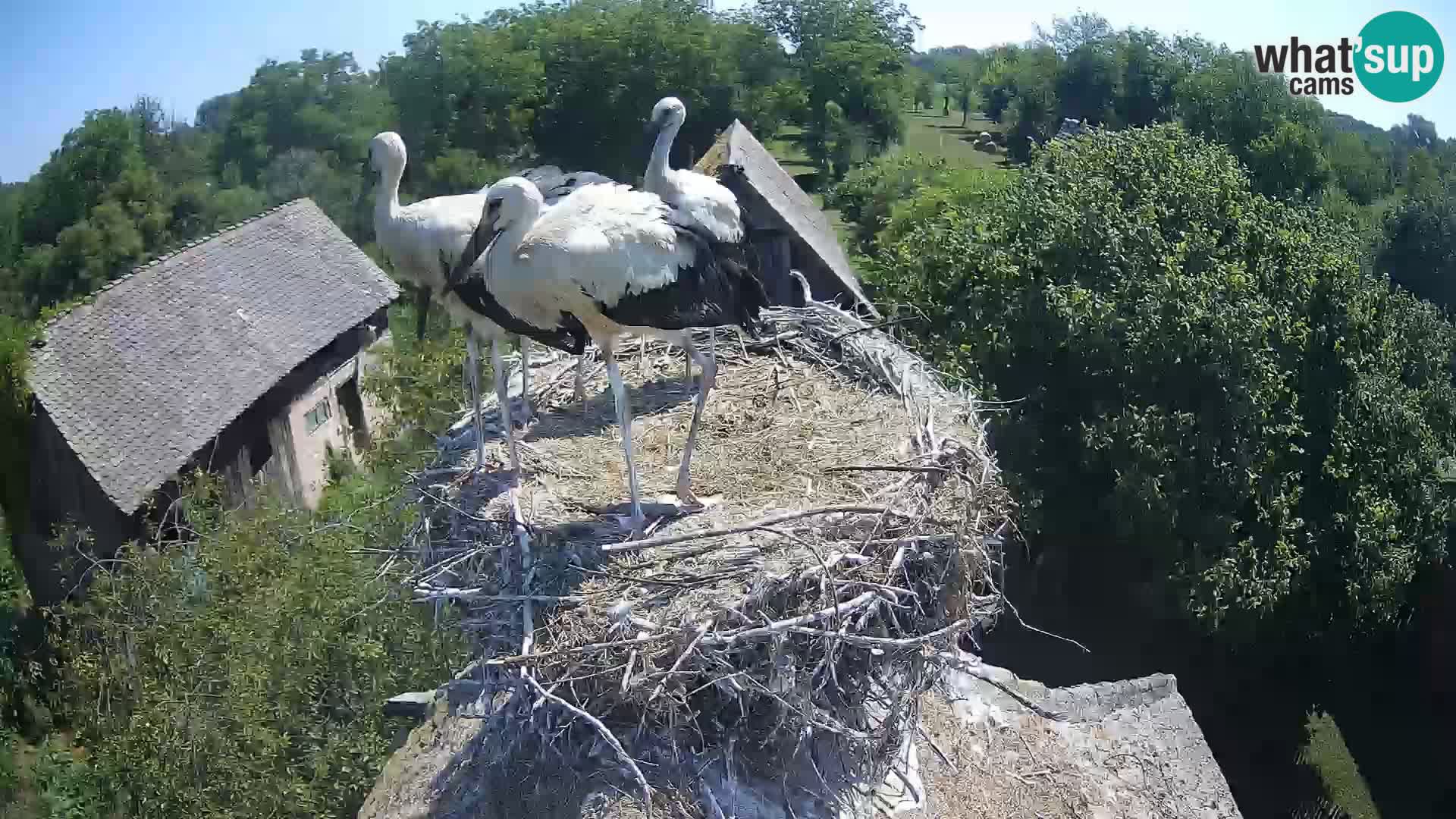 Evropska vas štorklje – Krajinski park Lonjsko polje spletna kamera
