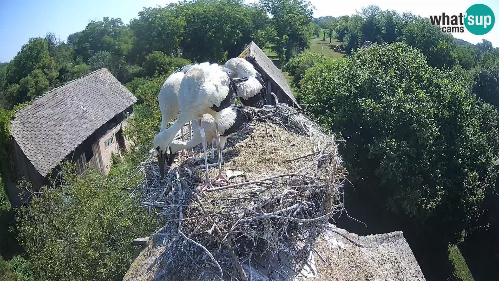 Pueblo europeo de cigüeñas camera en vivo Parque Natural Lonjsko polje