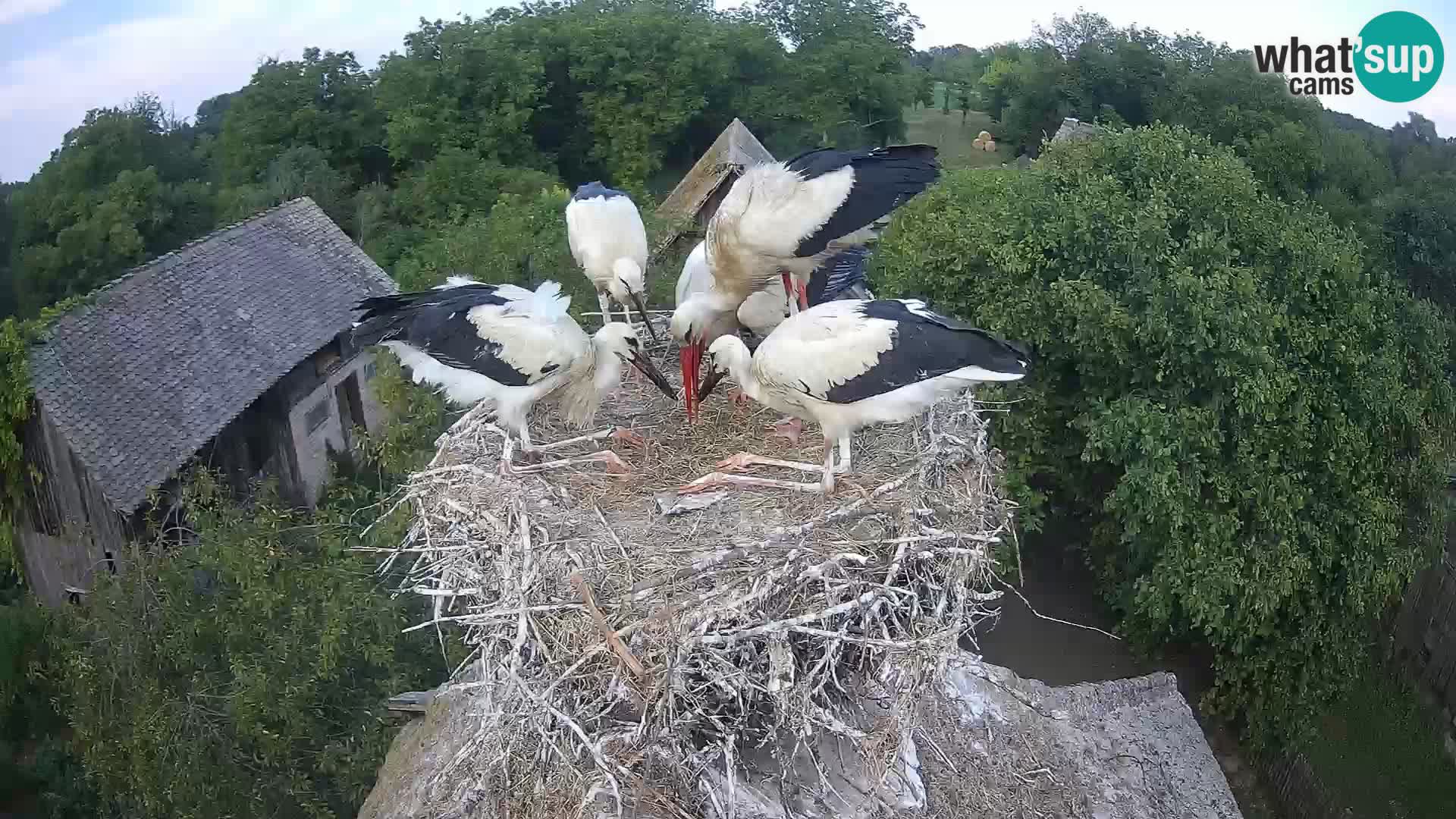 Pueblo europeo de cigüeñas camera en vivo Parque Natural Lonjsko polje
