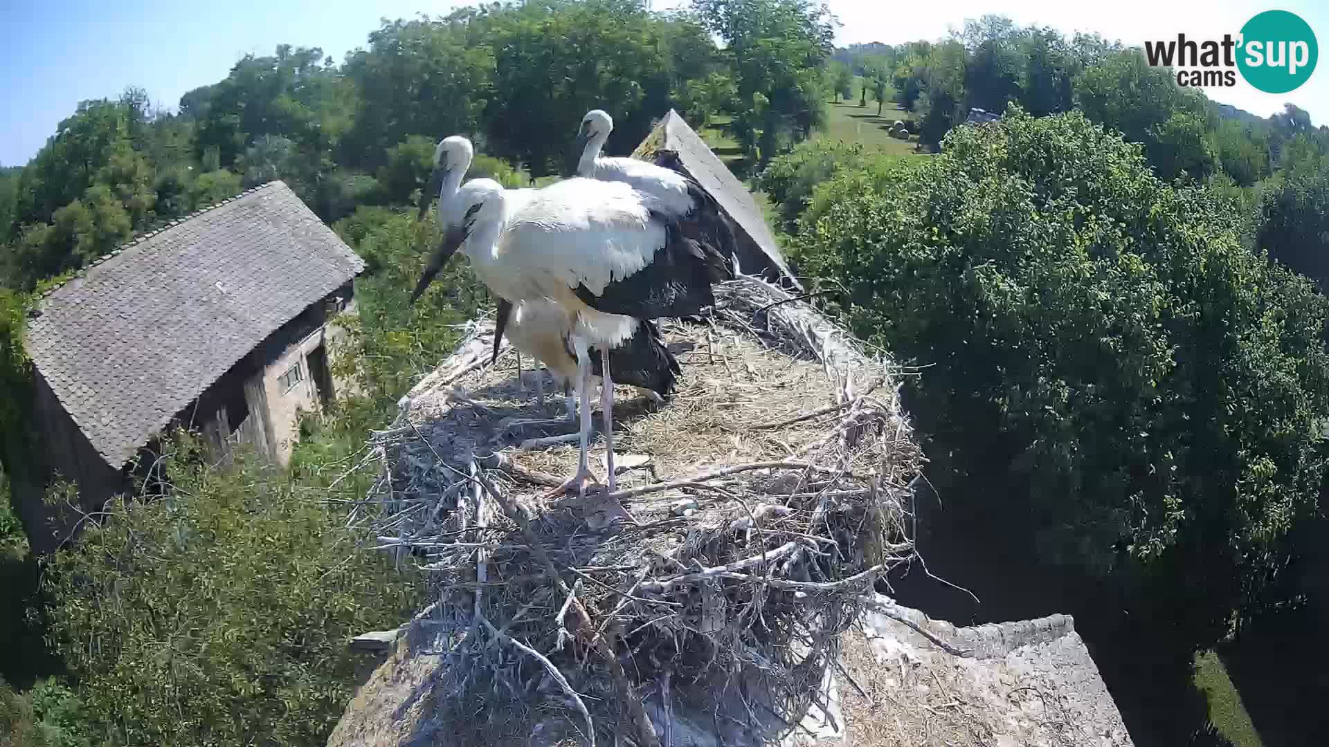 Live webcam European stork village – Lonjsko polje Nature Park
