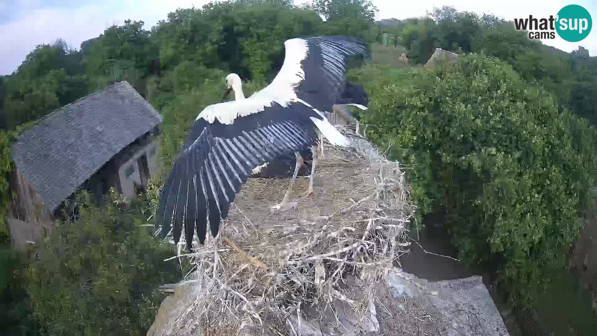 Live webcam European stork village – Lonjsko polje Nature Park