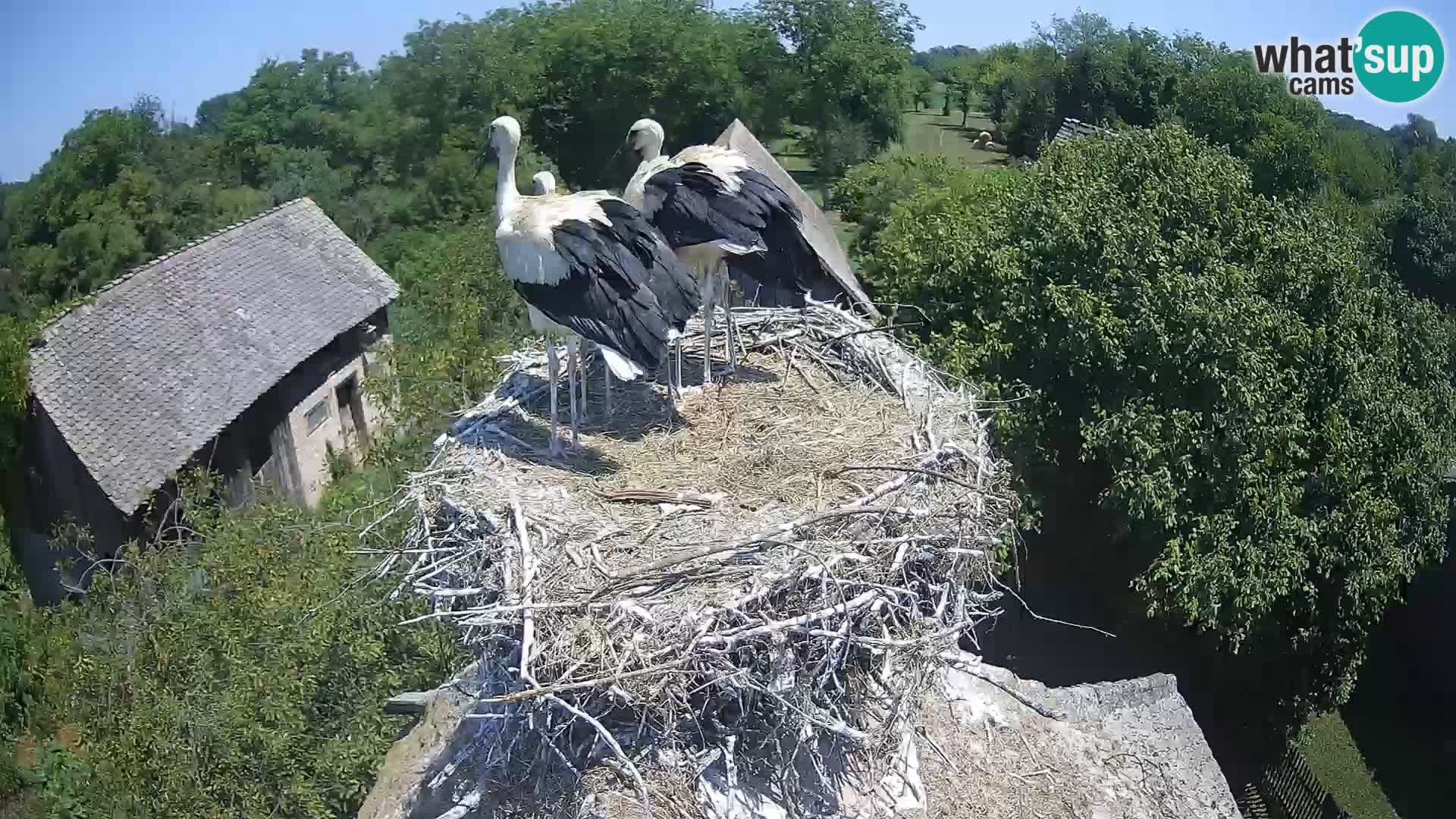 U živo Europsko selo roda – Park prirode Lonjsko polje