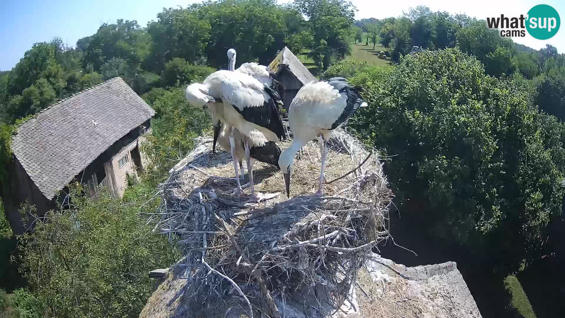 Villaggio delle cicogne europee webcam Parco naturale di Lonjsko polje