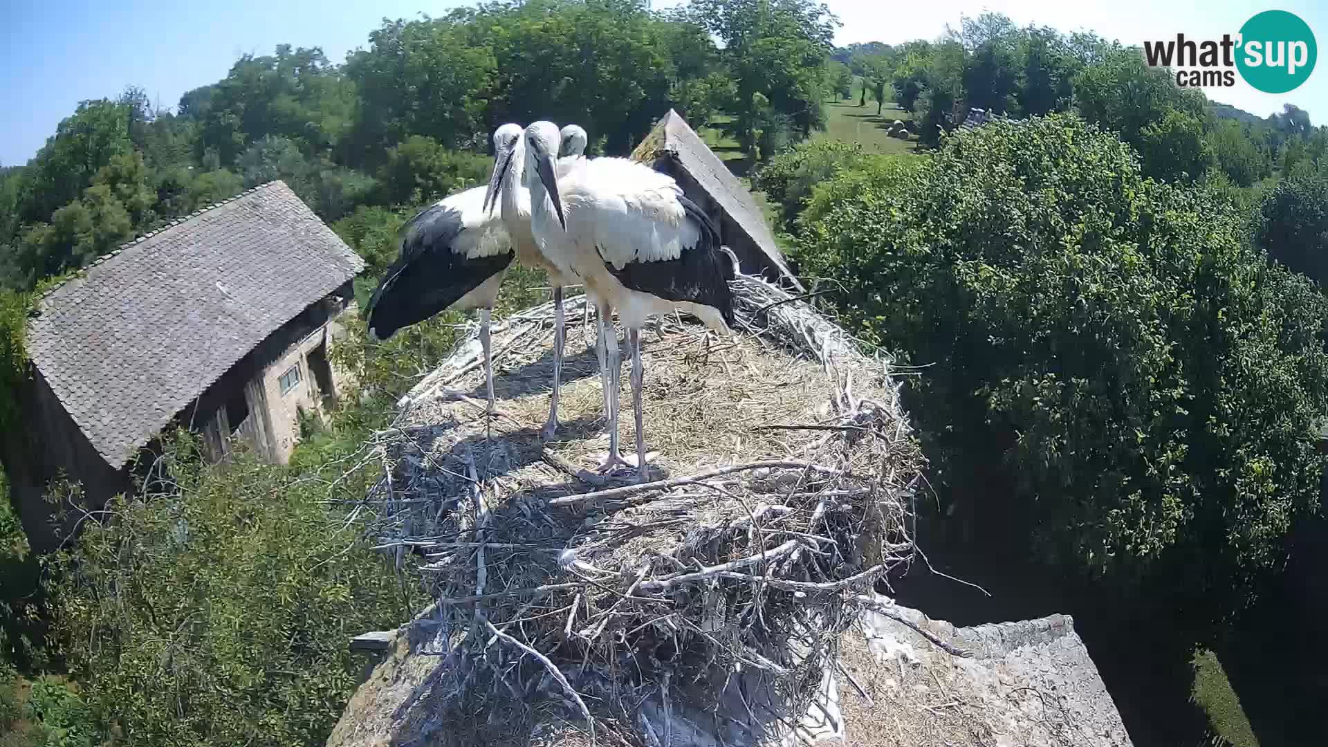 U živo Europsko selo roda – Park prirode Lonjsko polje