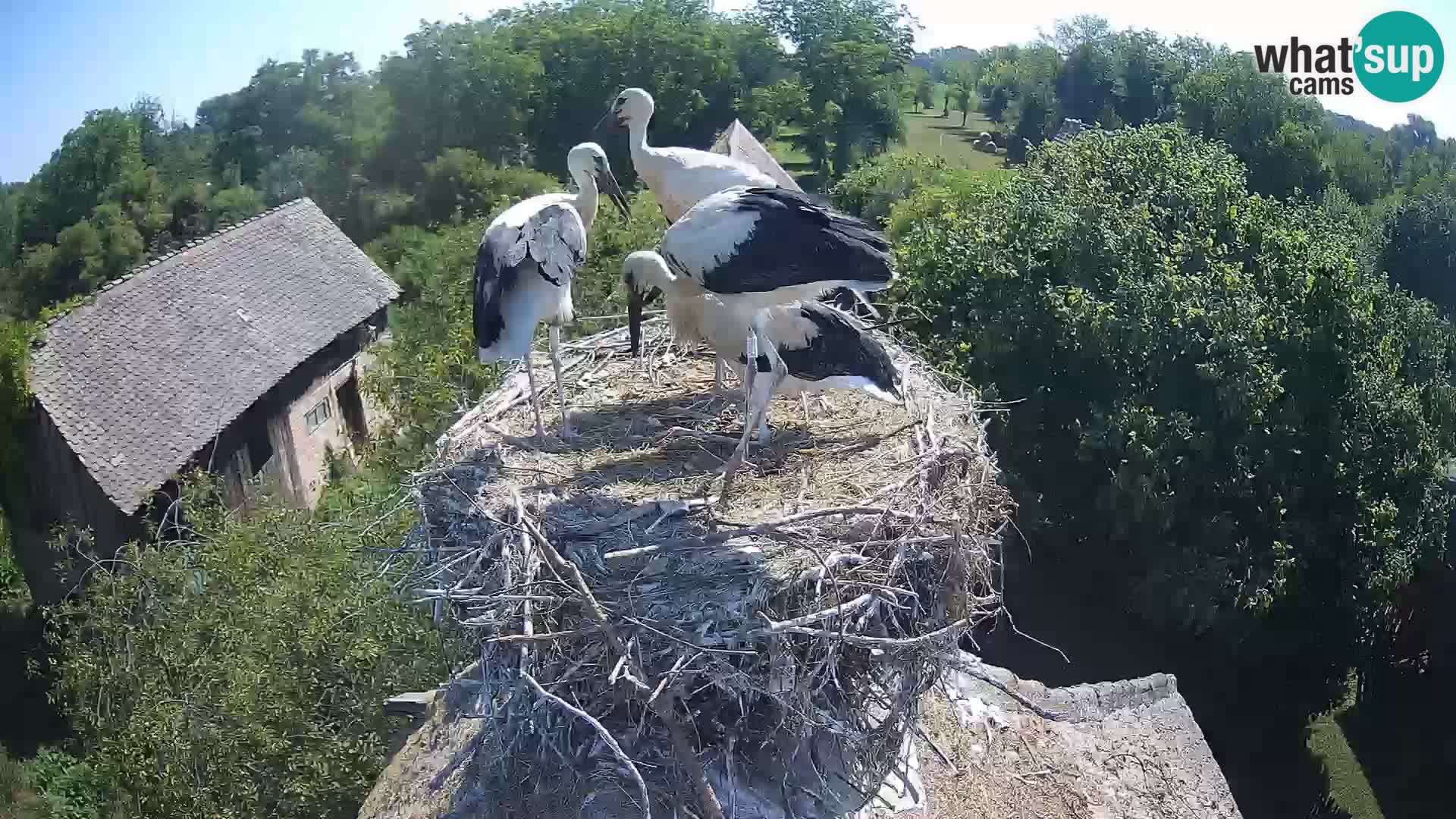 Evropska vas štorklje – Krajinski park Lonjsko polje spletna kamera