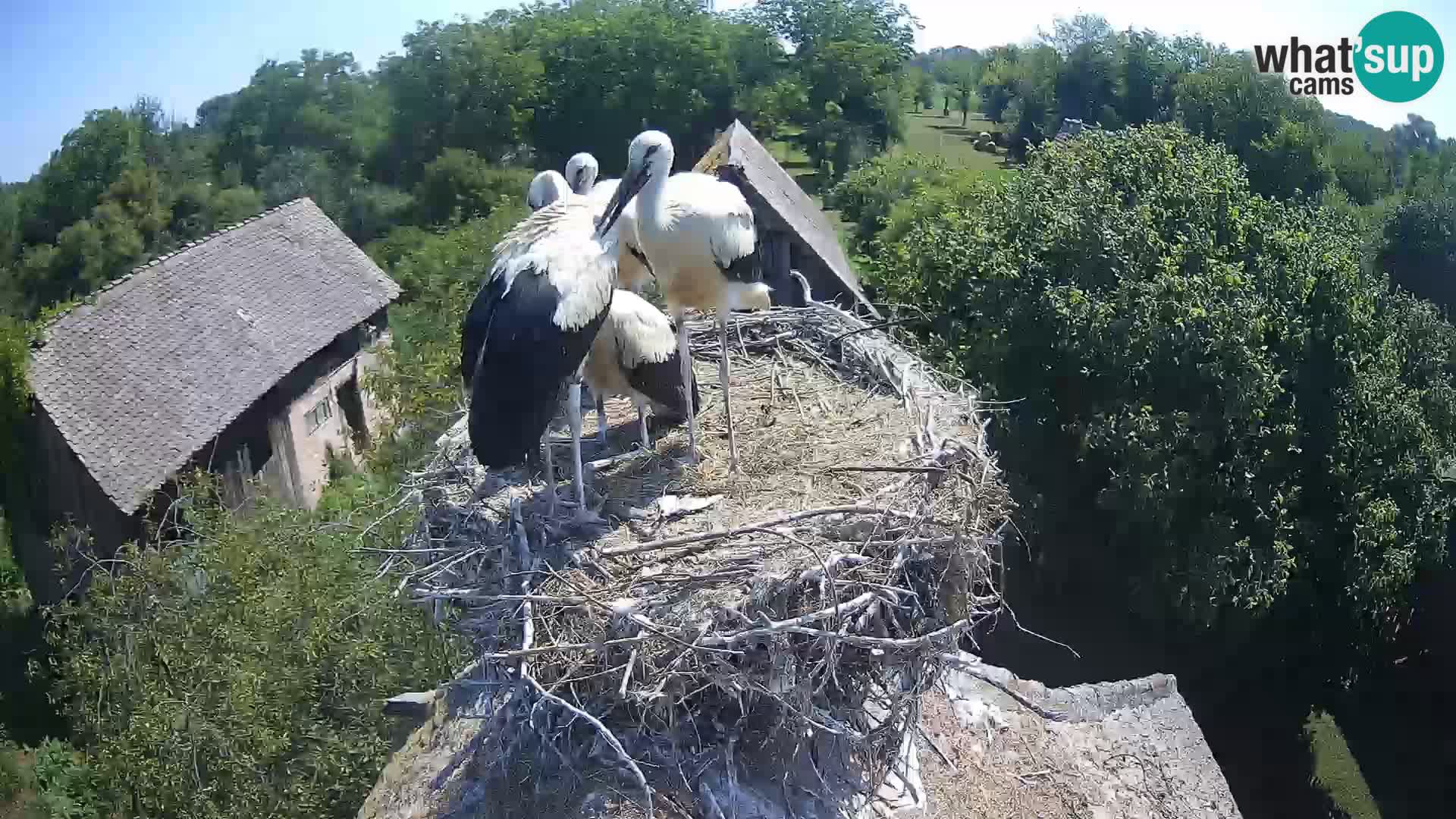 Live webcam European stork village – Lonjsko polje Nature Park